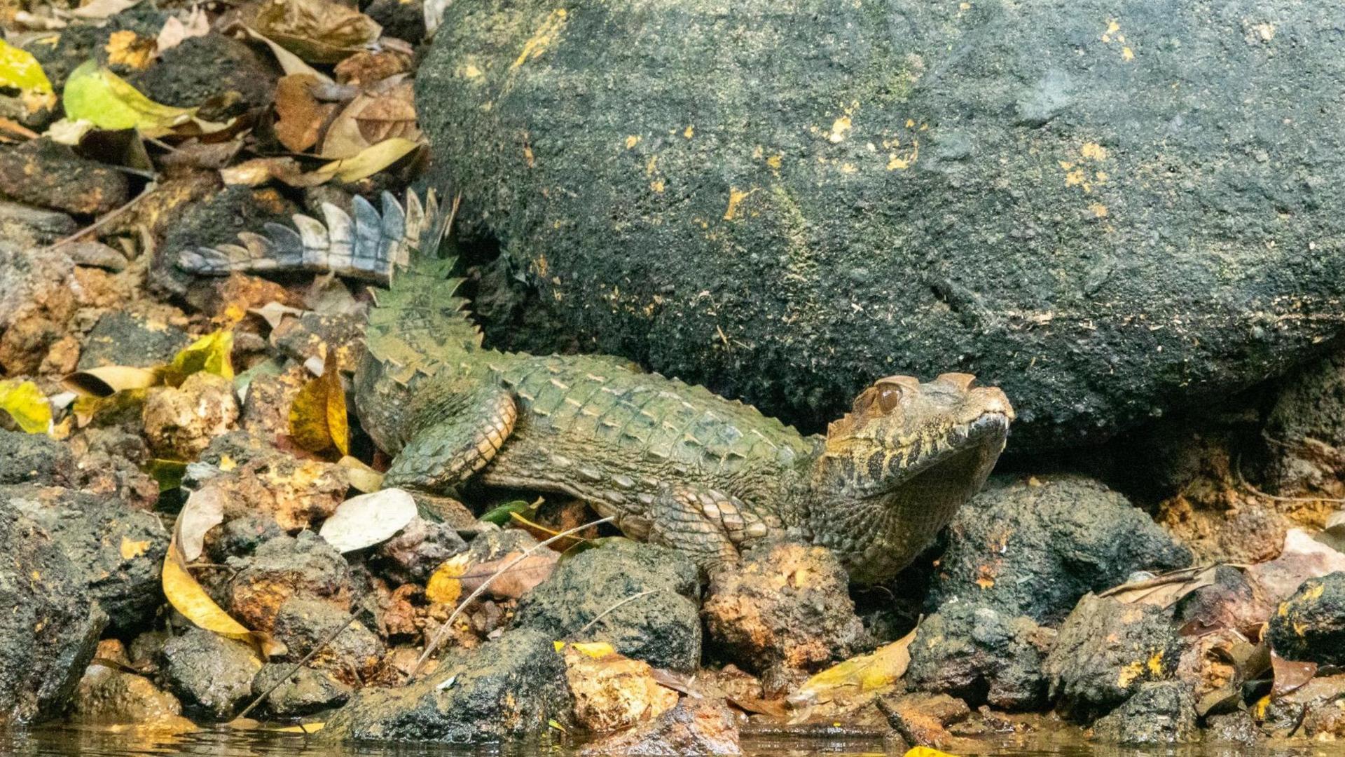 Caiman on river bank by a rock, surrounded by leaver and close to the water