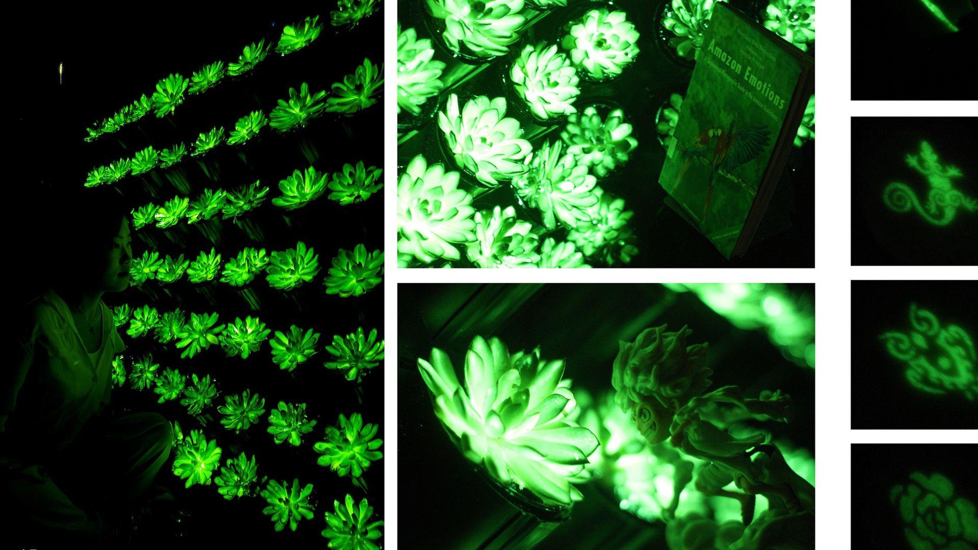 a wall of glowing plants and objects and people in front of them