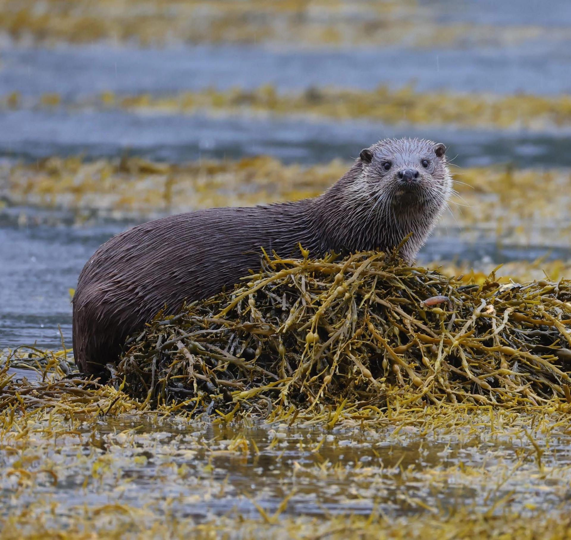 Otter looking at the camera, sitting among a nest of twigs and seaweed.