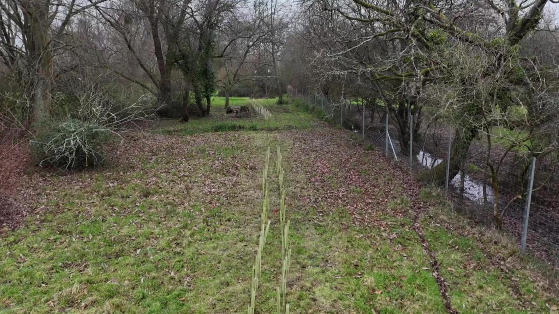 Two rows of young newly-planted trees - which will grow into a hedgerow - stretching off into the distance. Some sparse woodland is on the left, a fence and small stream is on the right.