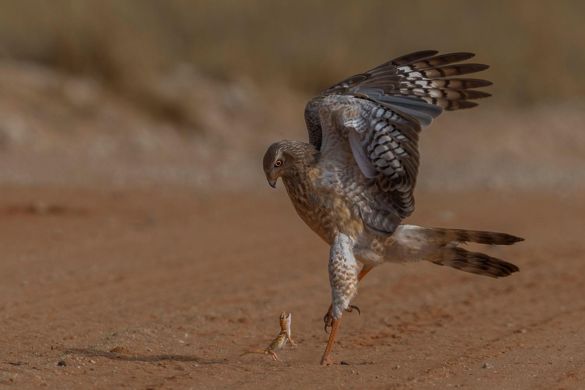 giant ground gecko standing its ground against a pale chanting goshawk