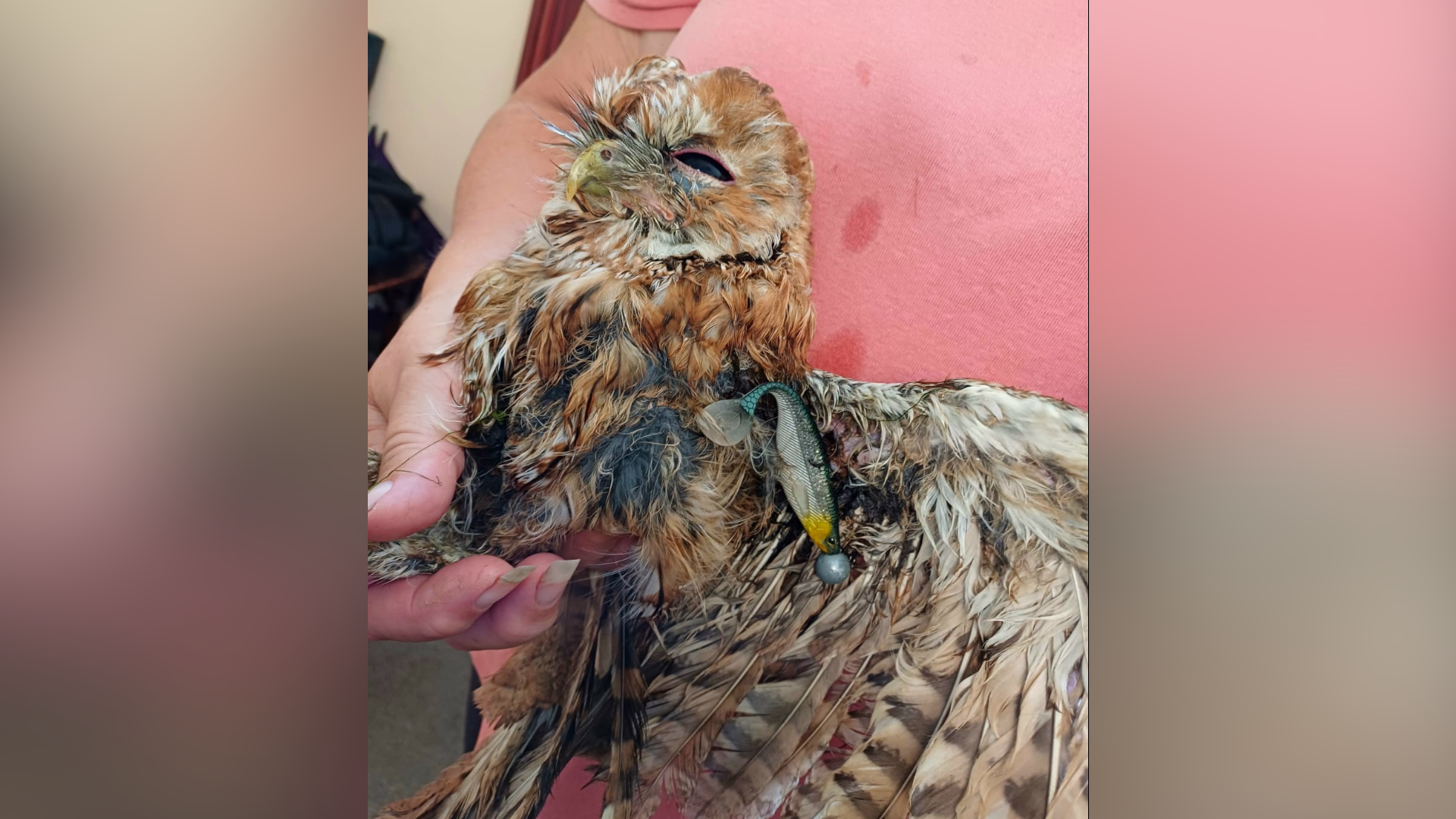 A rescued tawny owl rests in a person's arms who holds its feet and is wearing a pink top. A fish lure and its hook are stuck in part of the bird's wing. 