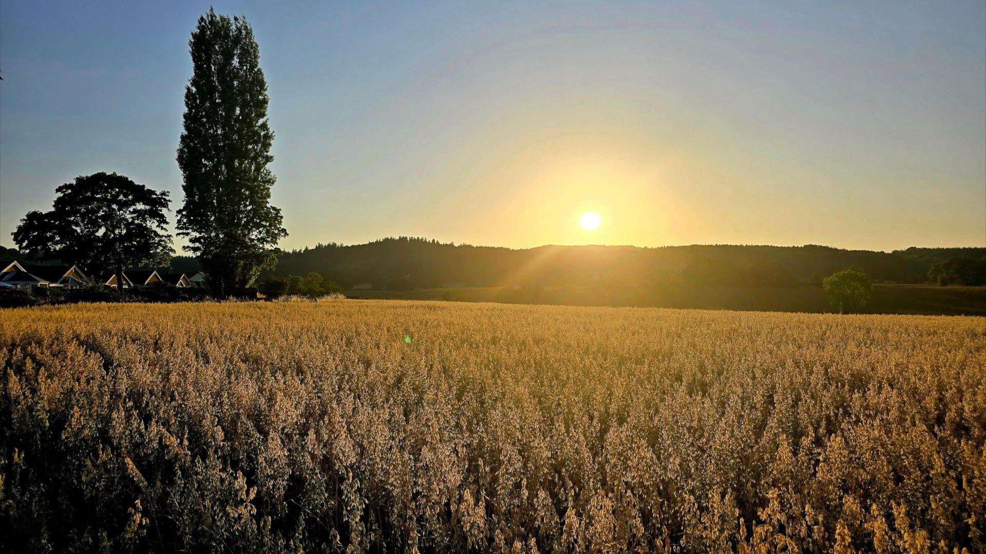 Sun rising with a blue sky and long wildlife.