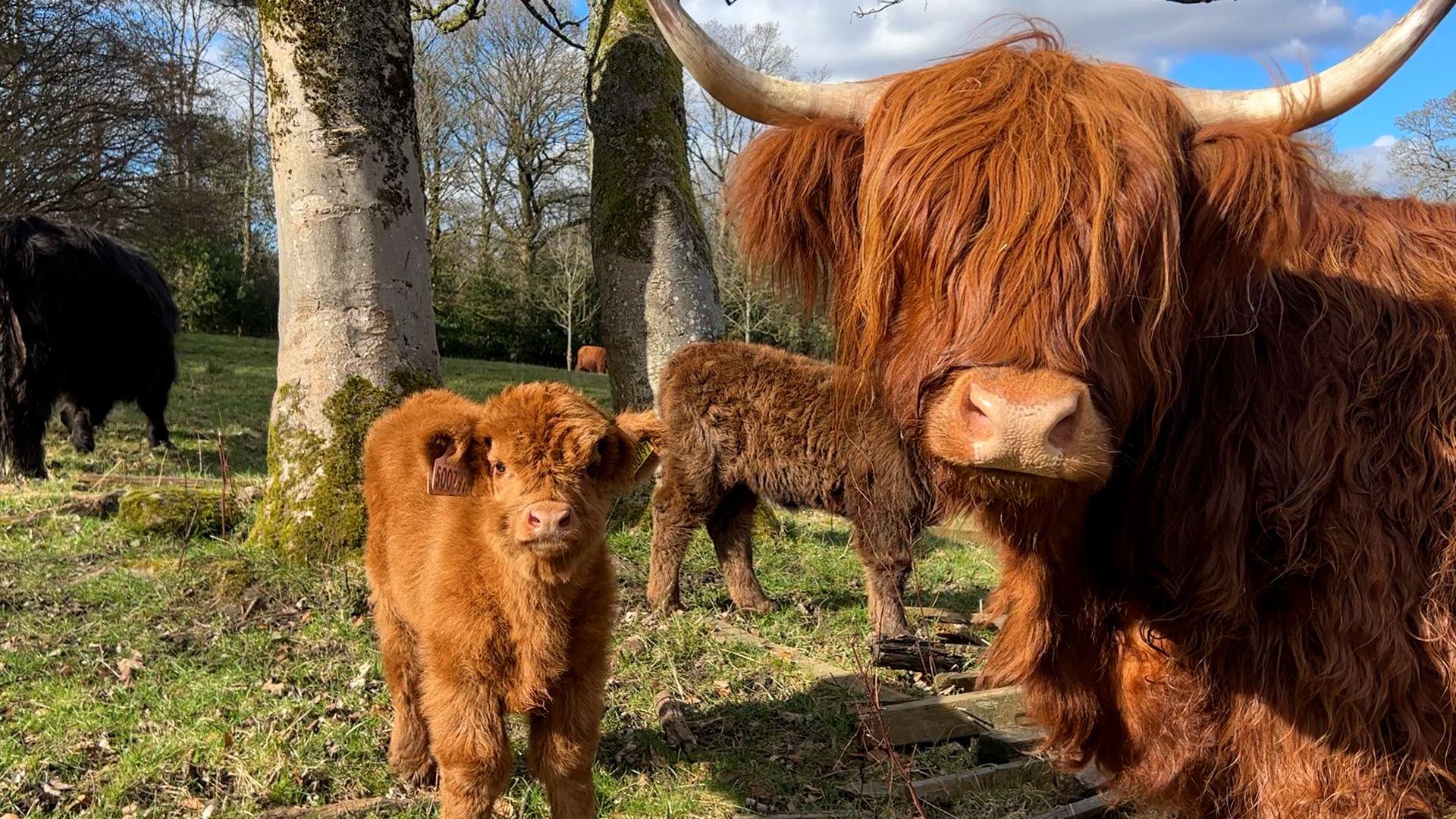 Highland cow and calves standing in front of trees in a field.