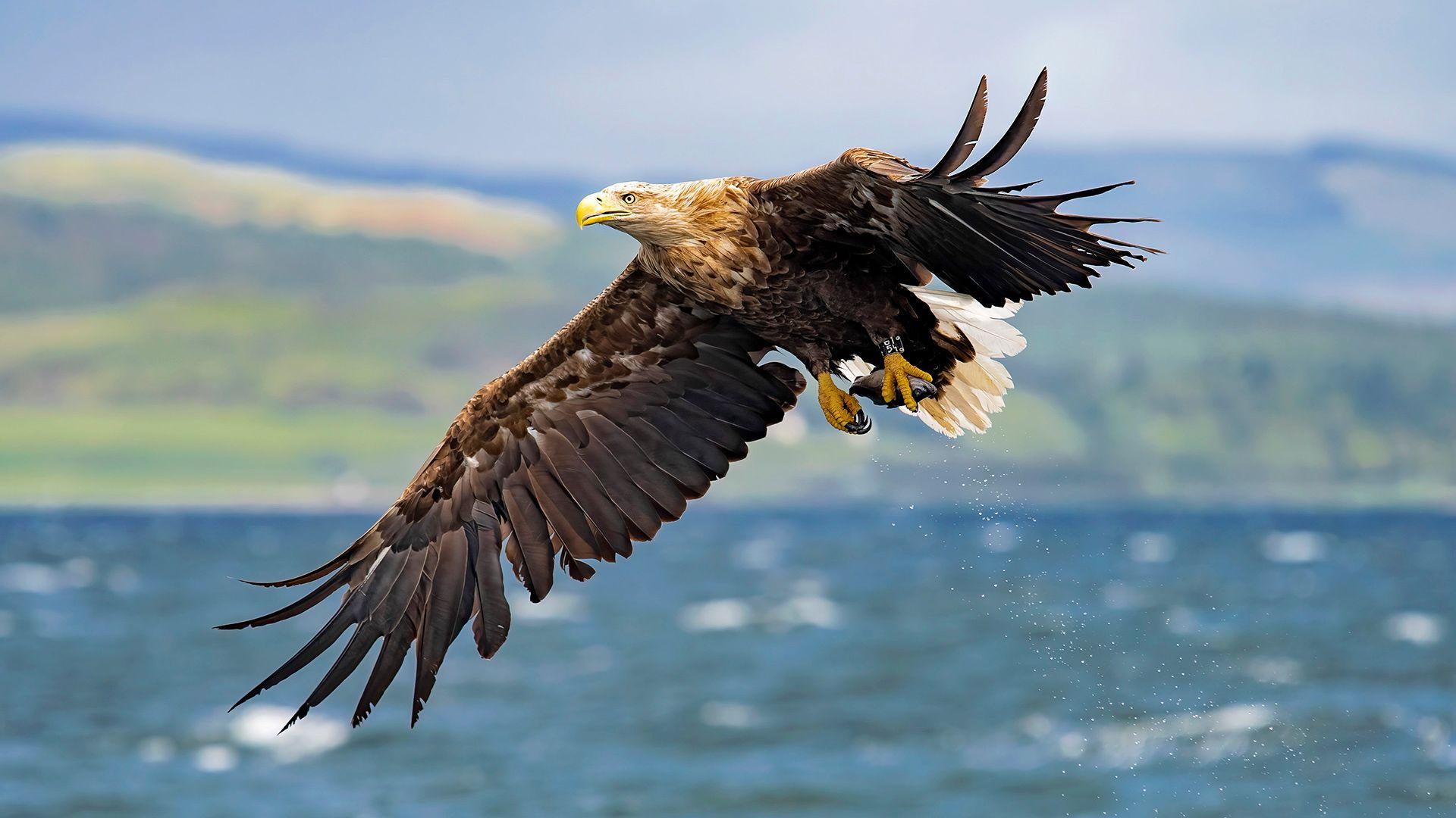 A white-tailed eagle flies up at full stretch above the sea after coming down to catch a fish, which it holds in its talons, with green hills and a blue lake in the background.