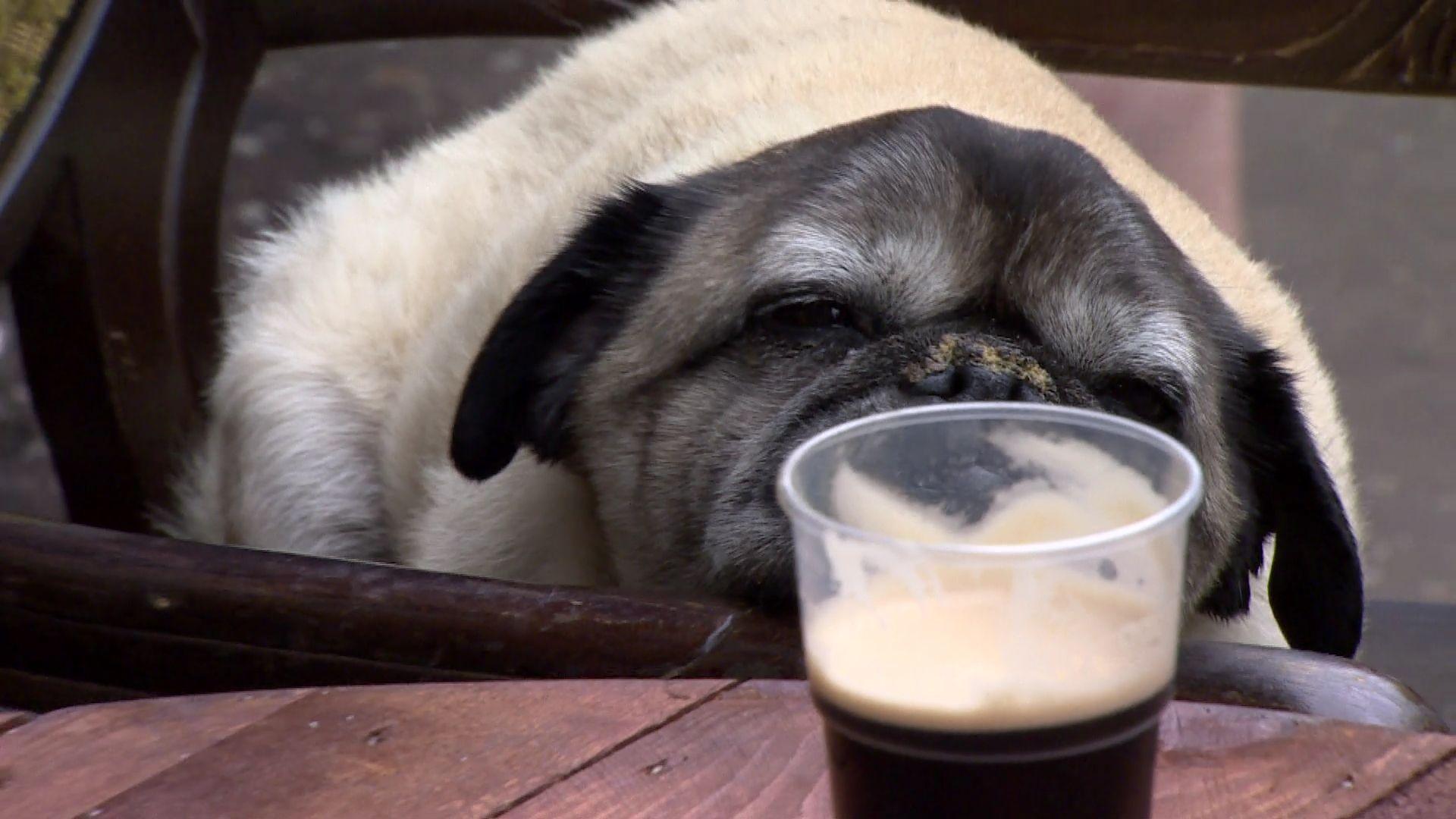 Pug sitting in front of a pint of alcohol