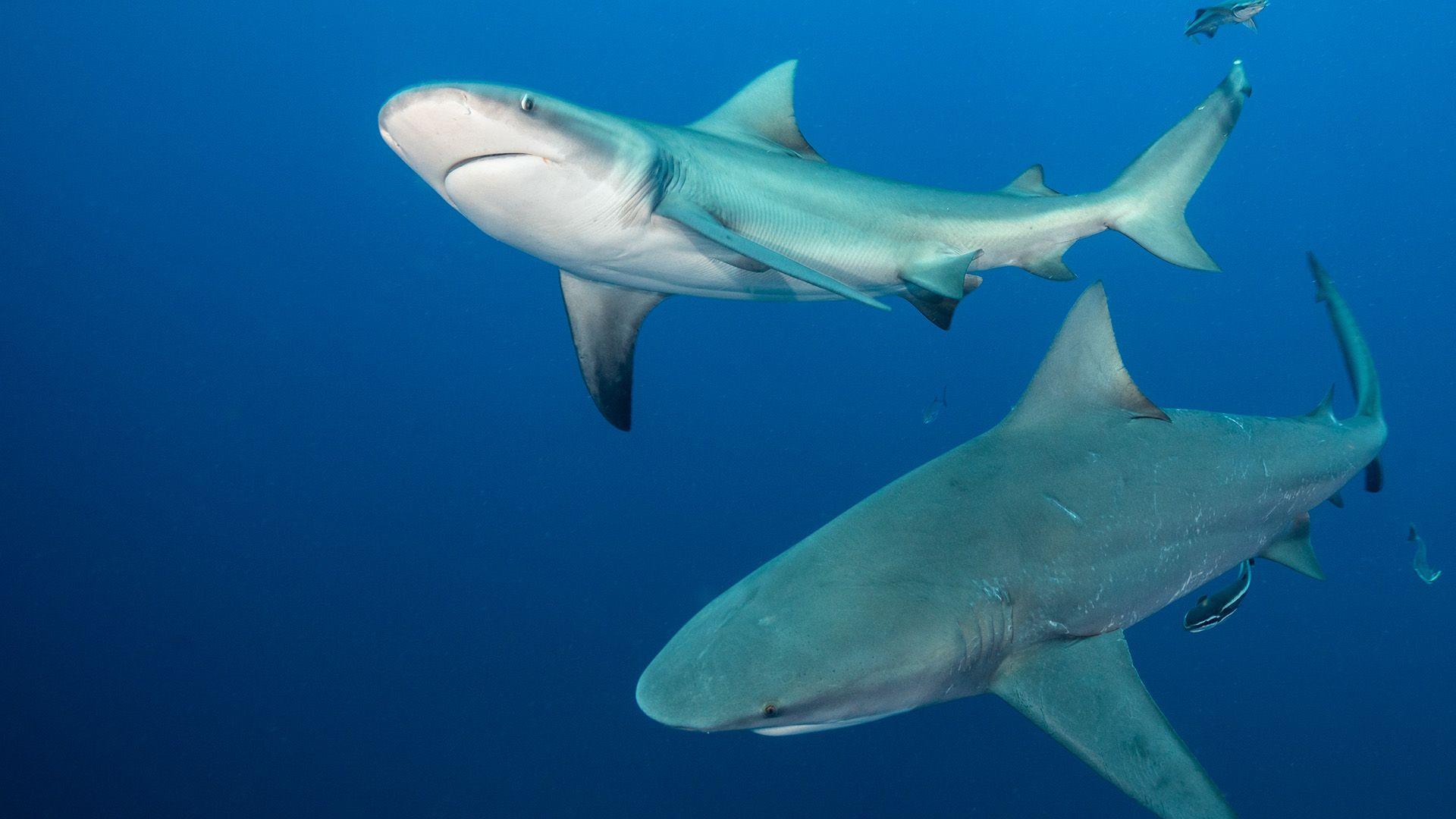 Two bull sharks swim in blue ocean
