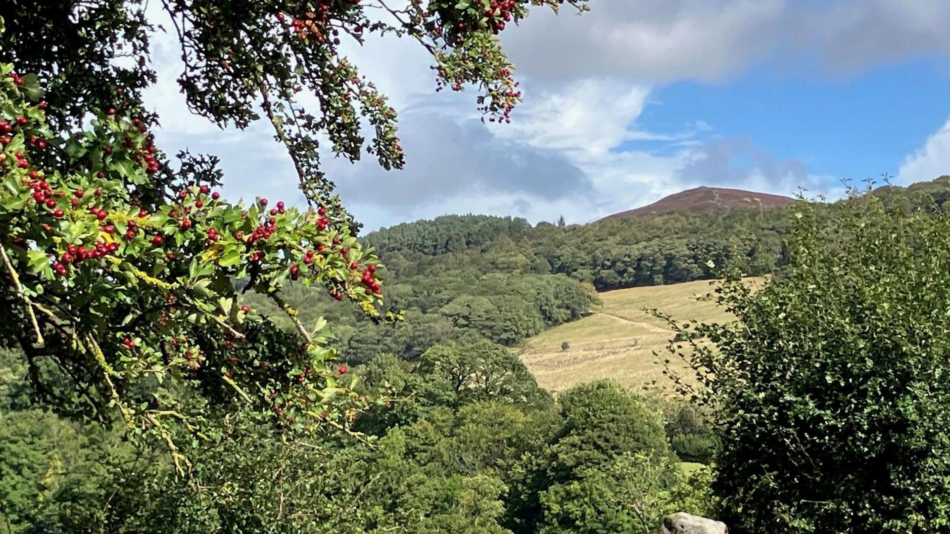 A hill is in the distance. Green fields and a tree with orange berries is in the foreground.