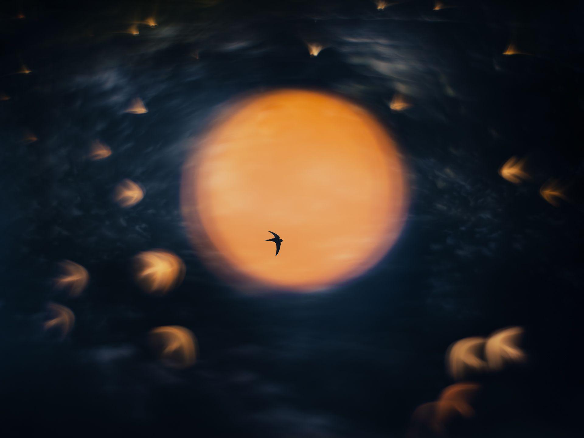 An orange circle with a dark blue background. Swifts fly across the orange circle looking blue. In the dark blue background small orange birch seeds look like fuzzy swifts flying.