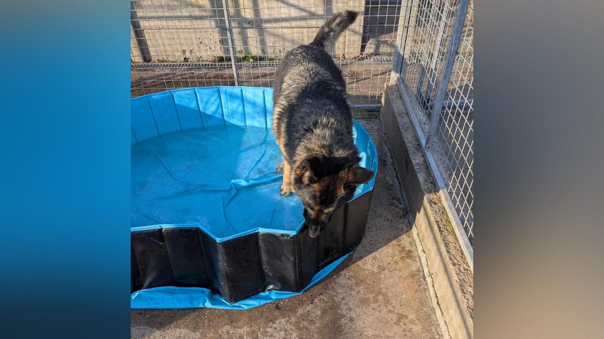 A large grey, black and brown dog stands in a blue plastic paddling pool in a kennel surrounded by grey fencing