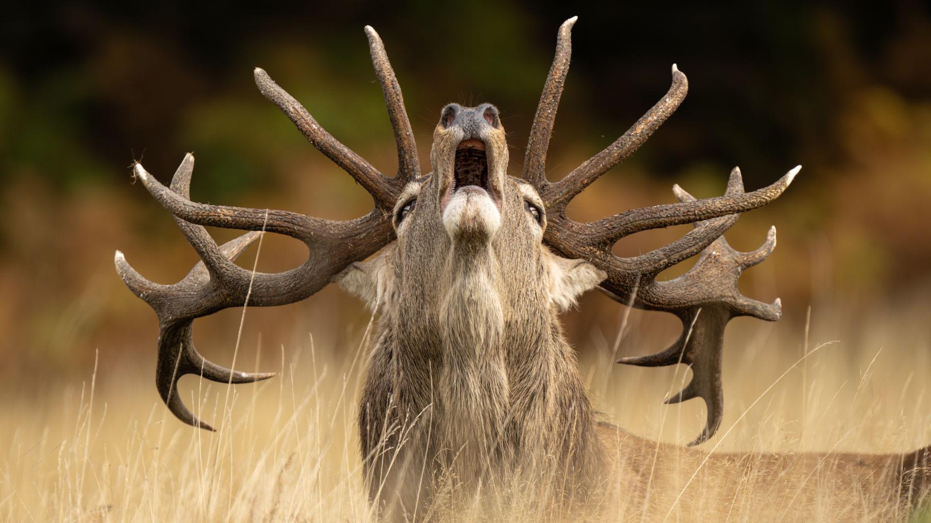 Photograph of a red deer stag lifting its head up from the grass. The background is blurred but the stag has its mouth open, and it has 16 spikes on its antlers.