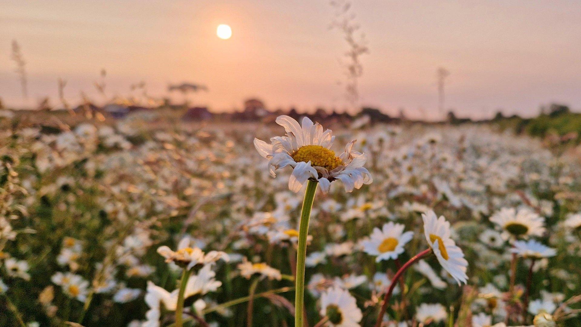Field of daisies lit by the orange glow of the sunrise