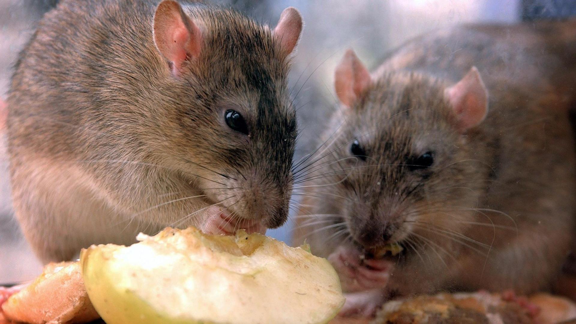 Two rats eat a discarded apple 