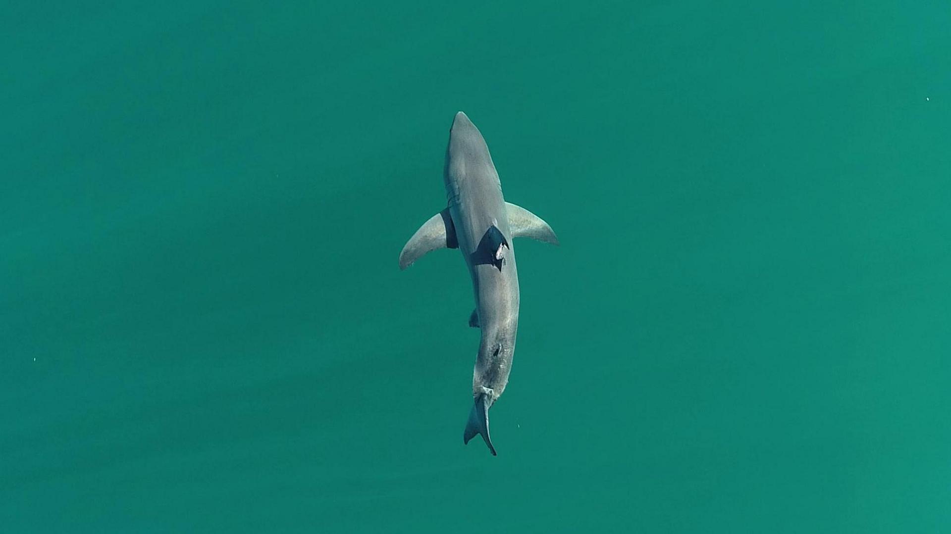An aerial view of a great white shark in clear blue waters.