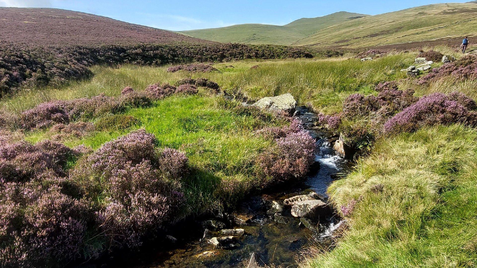 Lowlands of Skiddaw Forest with purple heather and grass growing. There is a stream running down off the hill with a hiker walking into the distance.