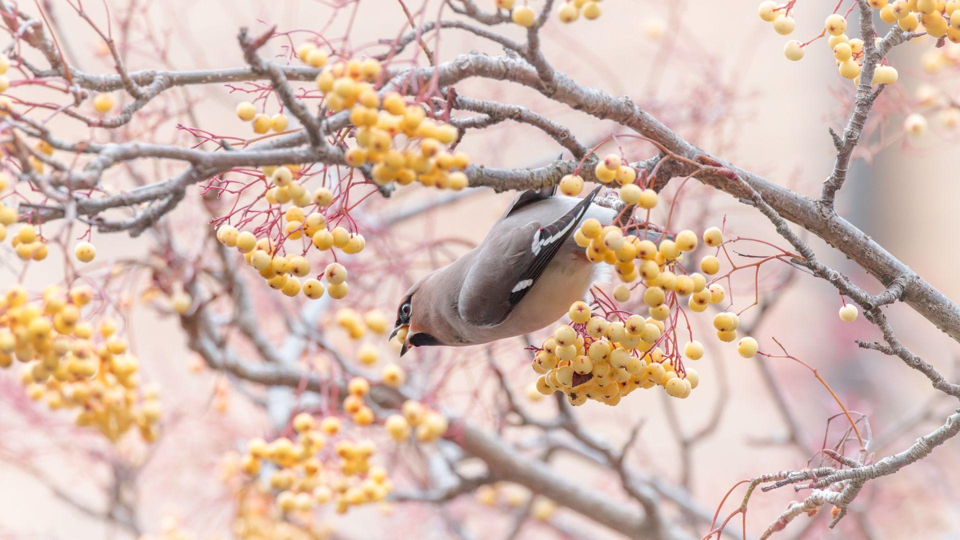 waxwing eating berries