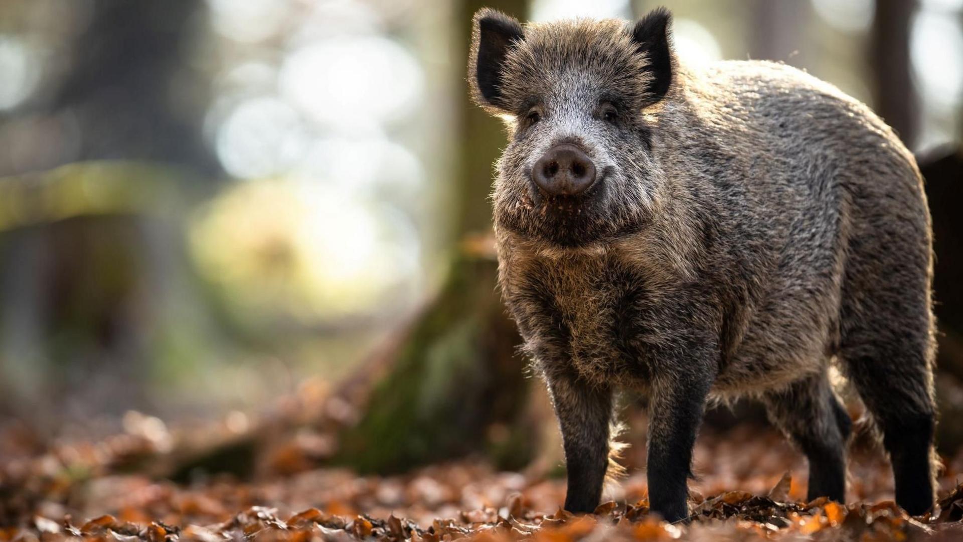 A boar is looking towards the camera. It is brown and has hair sticking up on top of is head. It is standing among fallen leaves in a woodland.