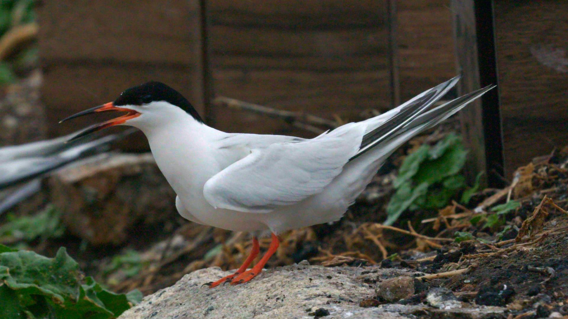 A Roseate Tern standing on a stone with twigs and vegetation nearby and something wooden in the background. The bird is white but the top of its head is black. It has a long, thin beak which begins orange but becomes black towards the tip. It has orange feet.