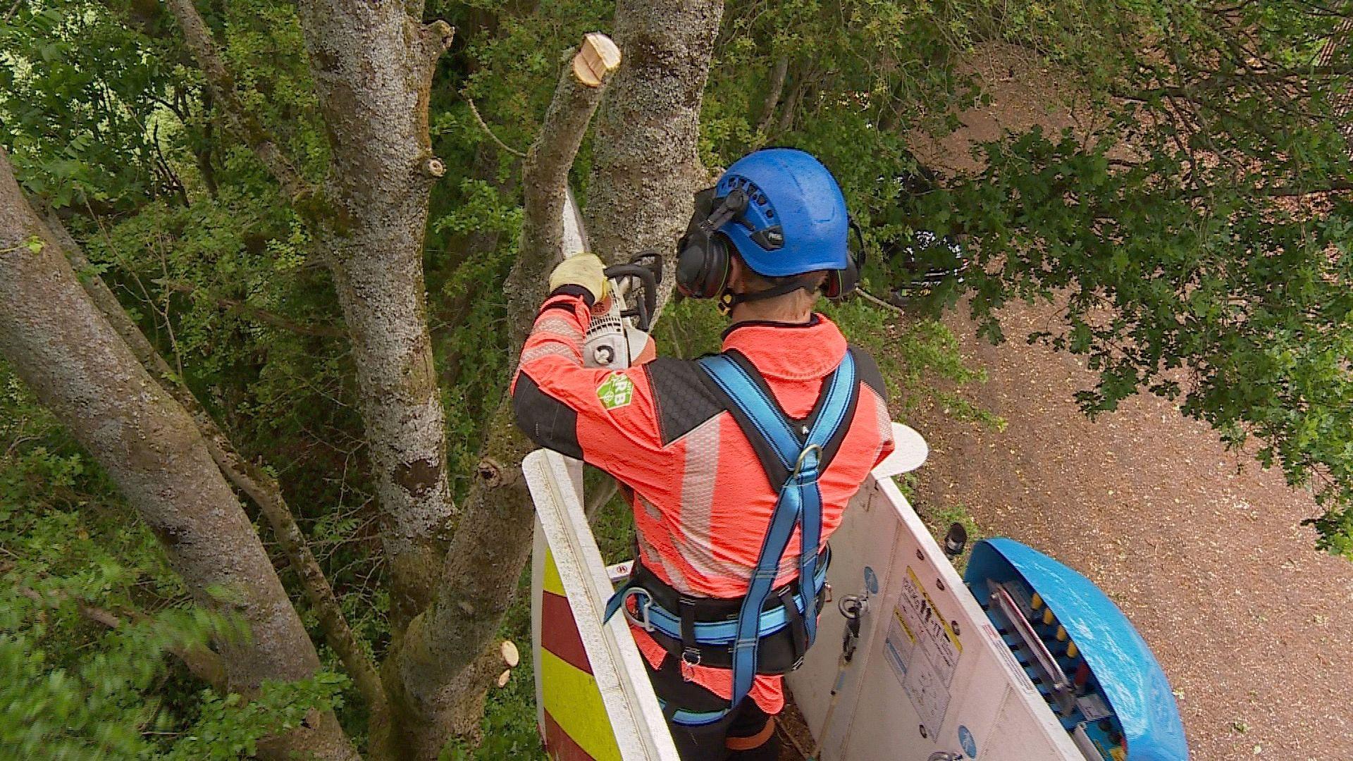 A worker wearing a blue helmet and harness high above the ground cuts a tree branch using a chainsaw
