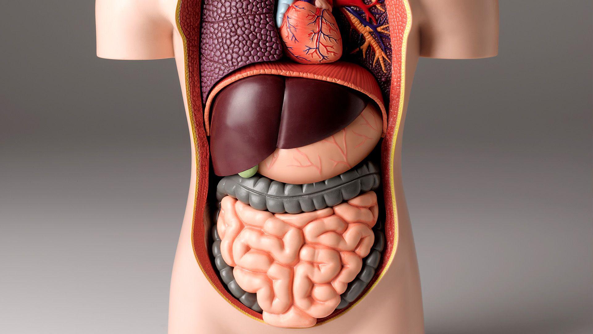 Model of the digestive system.