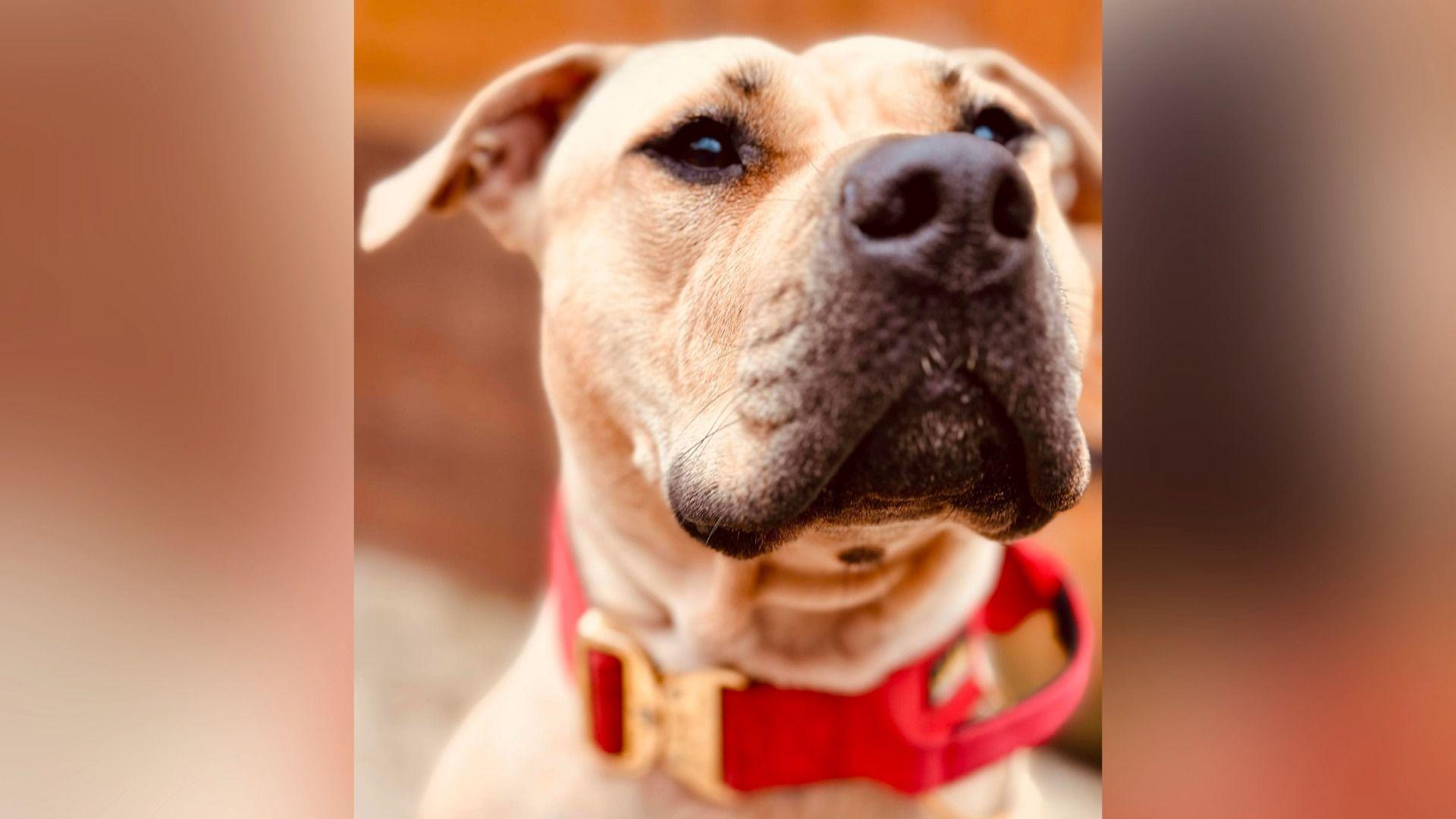 A light brown coloured dog wearing a red collar.