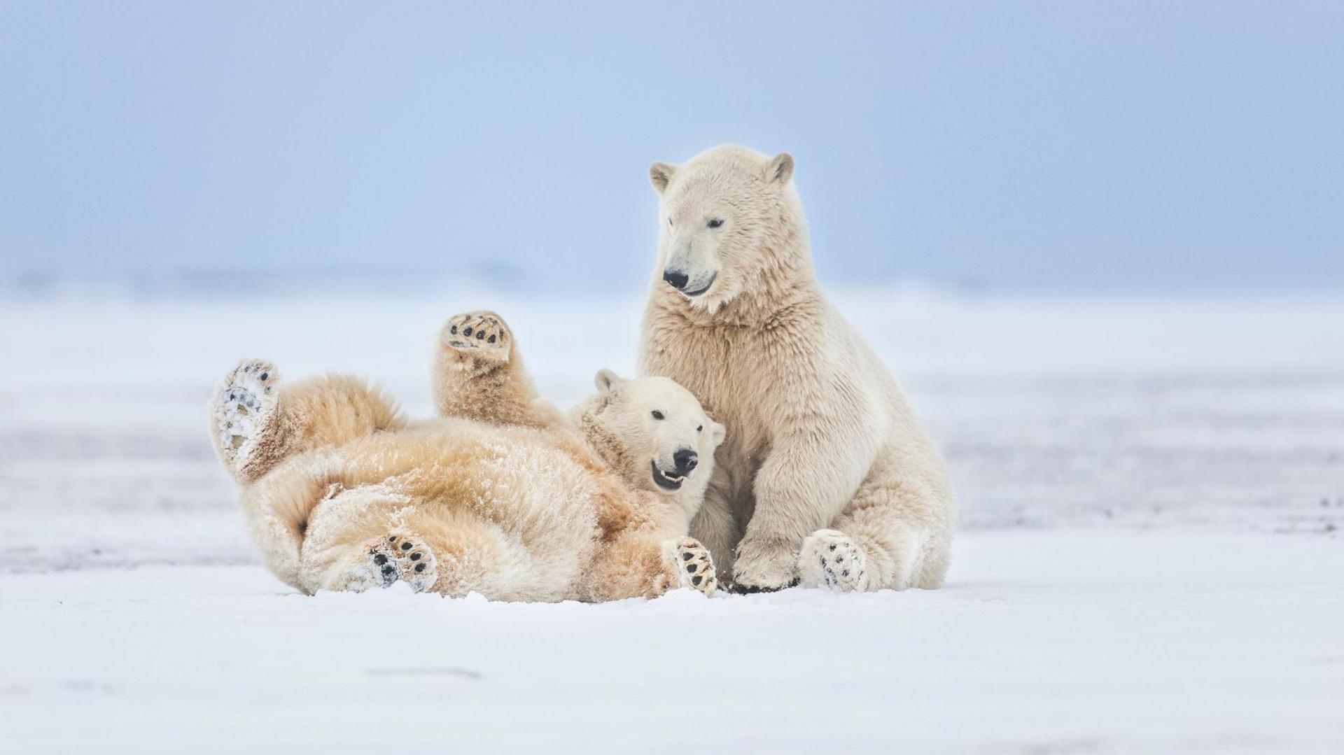 Two polar bears on ice one is sat up and one is lying on its back