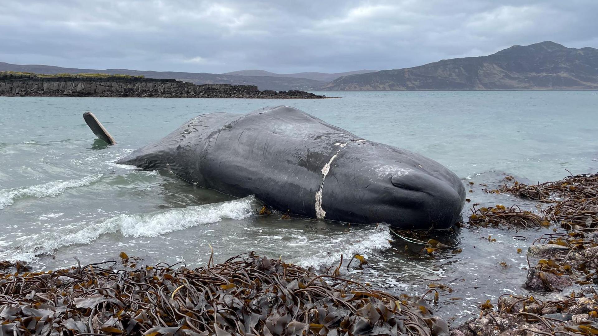 The sperm whale is lying to one side out of the water. the shore is covered in seaweed and there is coastline and hills in the background.