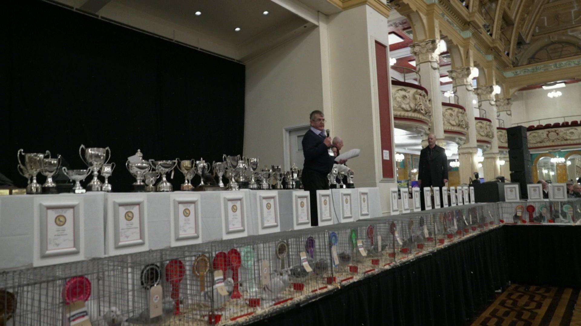 An event organiser stands on stage with a microphone to announcing judging of the pigeons. Winning pigeons sit below him in cages adorned with various colourful rosettes. Above their cages are plaques of their winning categories and silver trophies.