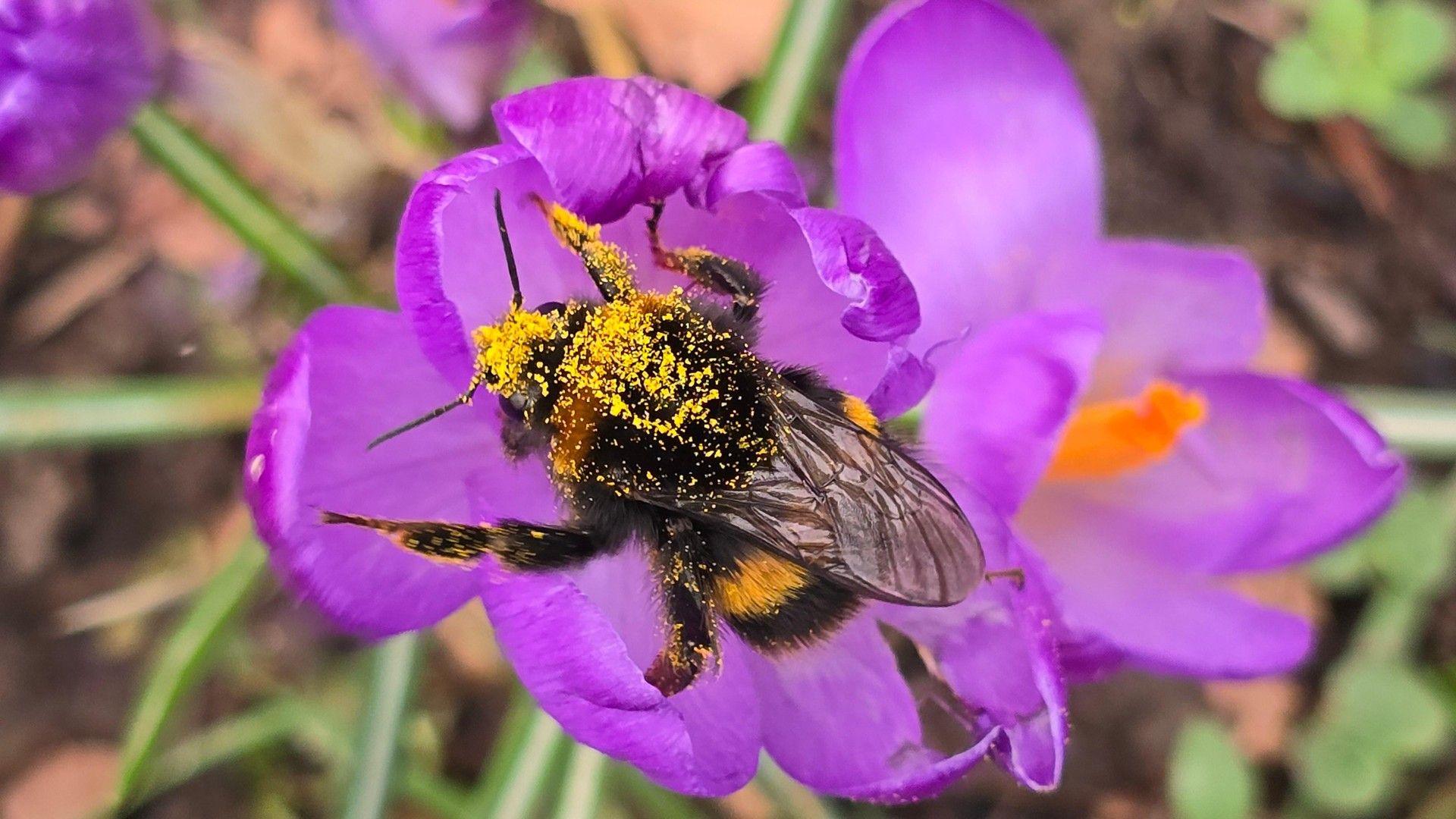 Close-up of a bee covered in pollen on a violet crocus.