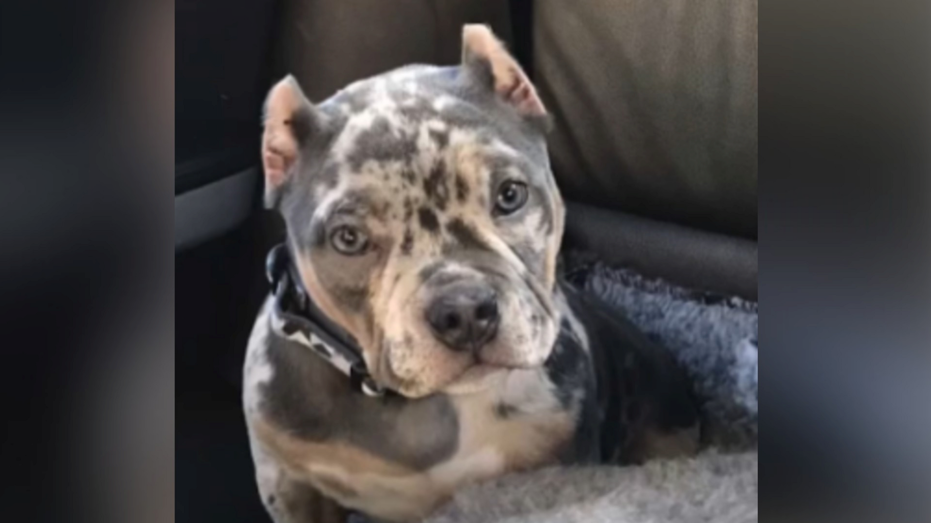 A white, brown and black dog, whose ears have been cropped, looks up at the camera while sitting down.