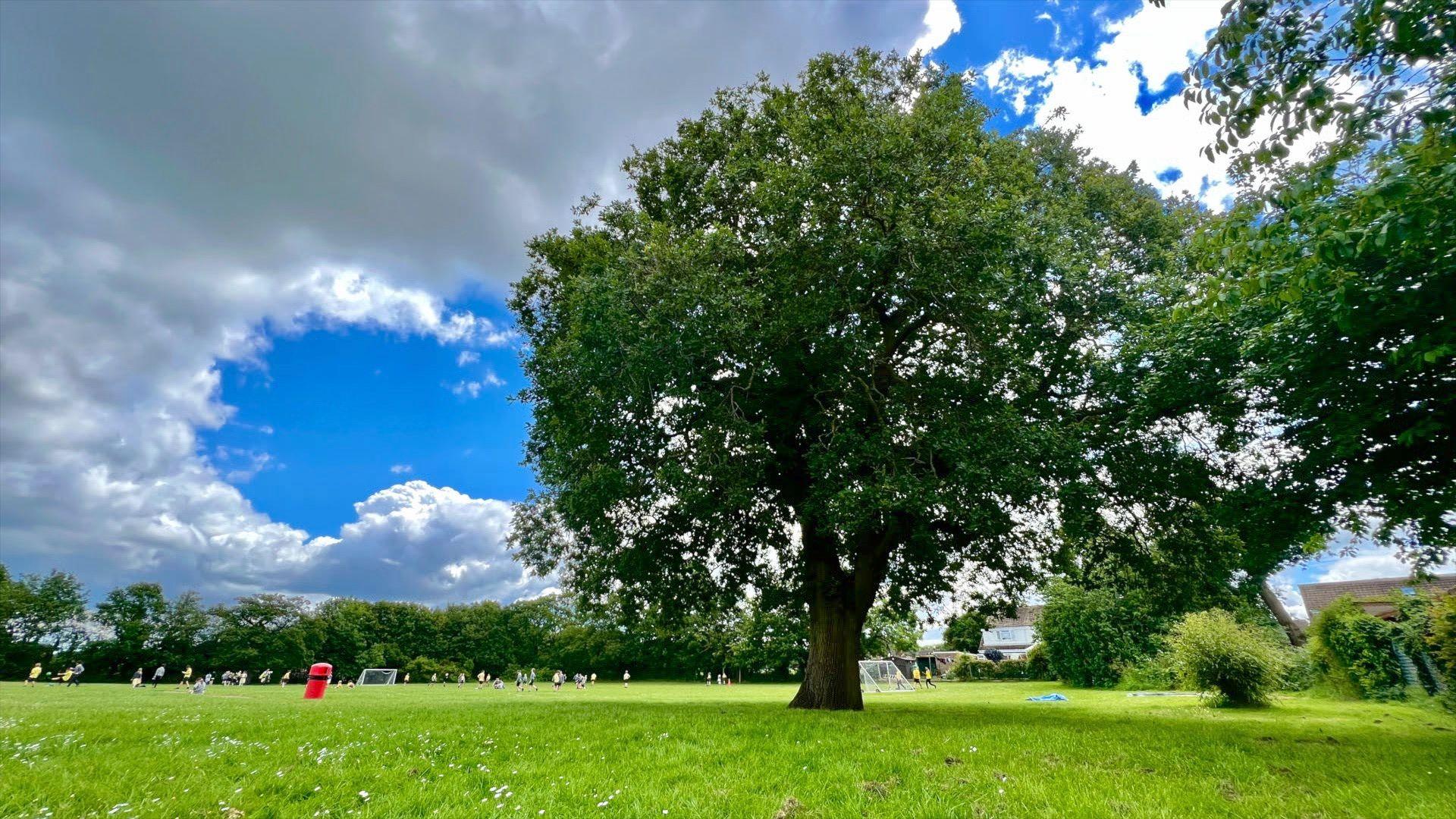 A large oak tree on the perimeter of Thundersley Primary School