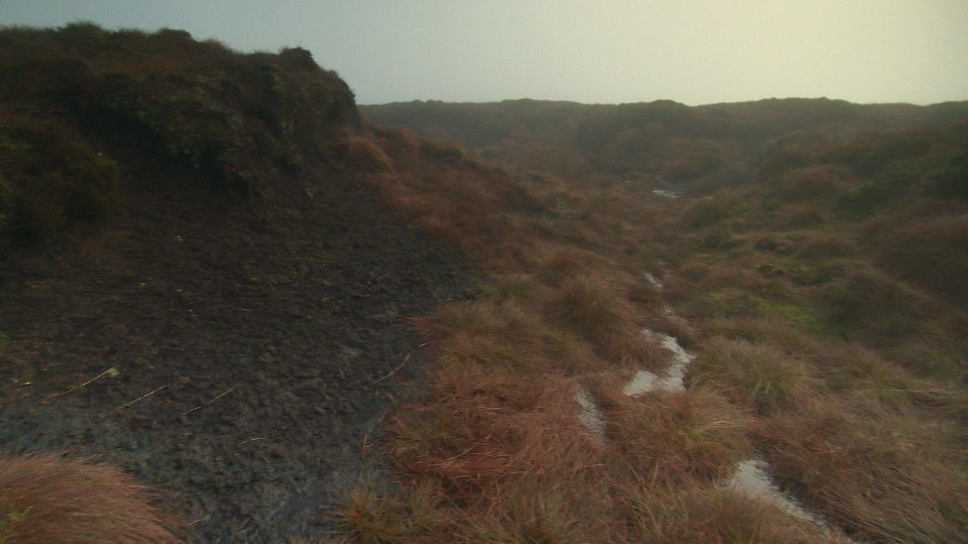 Shrubbery and moss on a hill on a foggy day