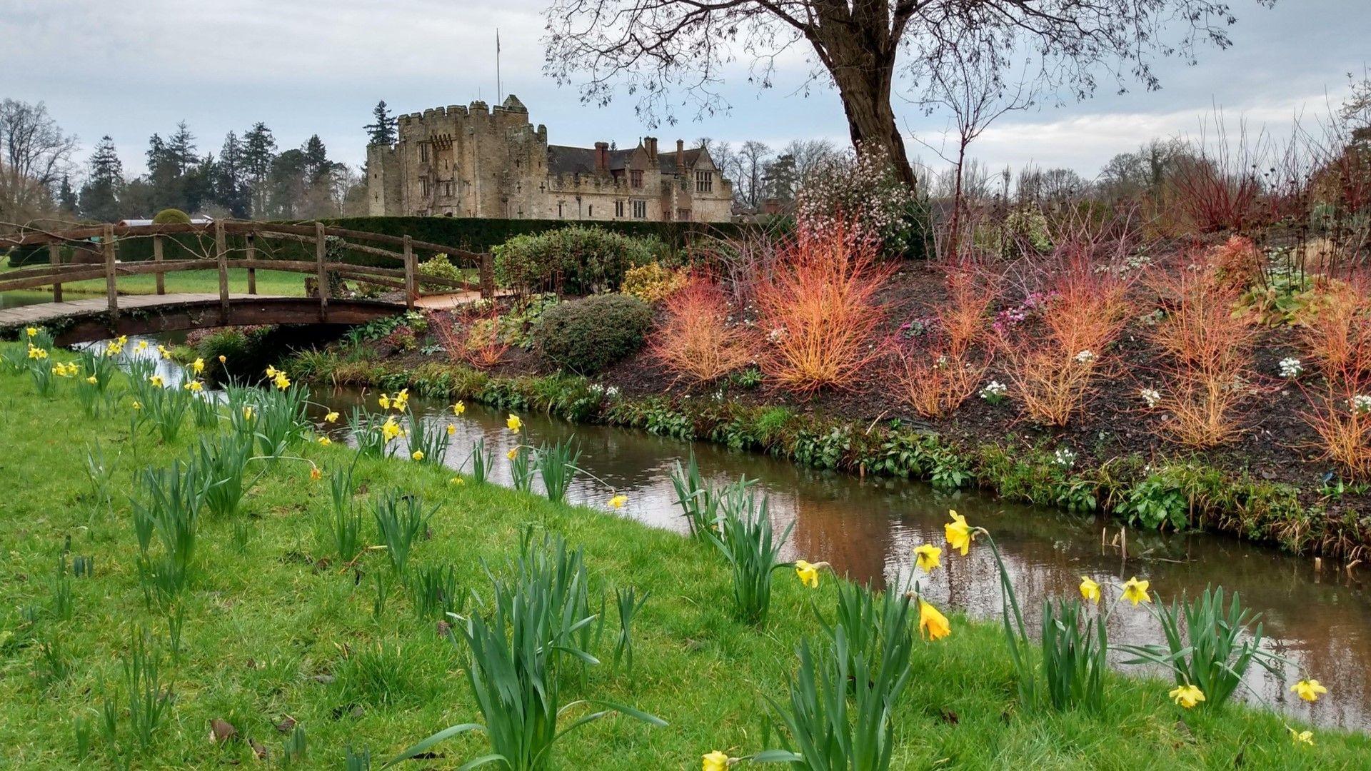 Daffodils in flower on the bank of a stream. A tree and historic building in the background