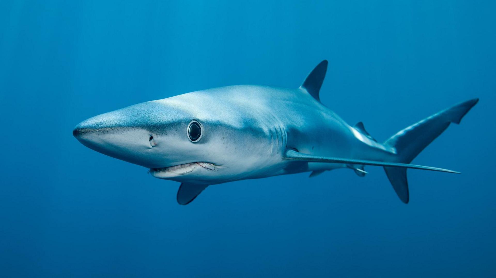 Blue shark