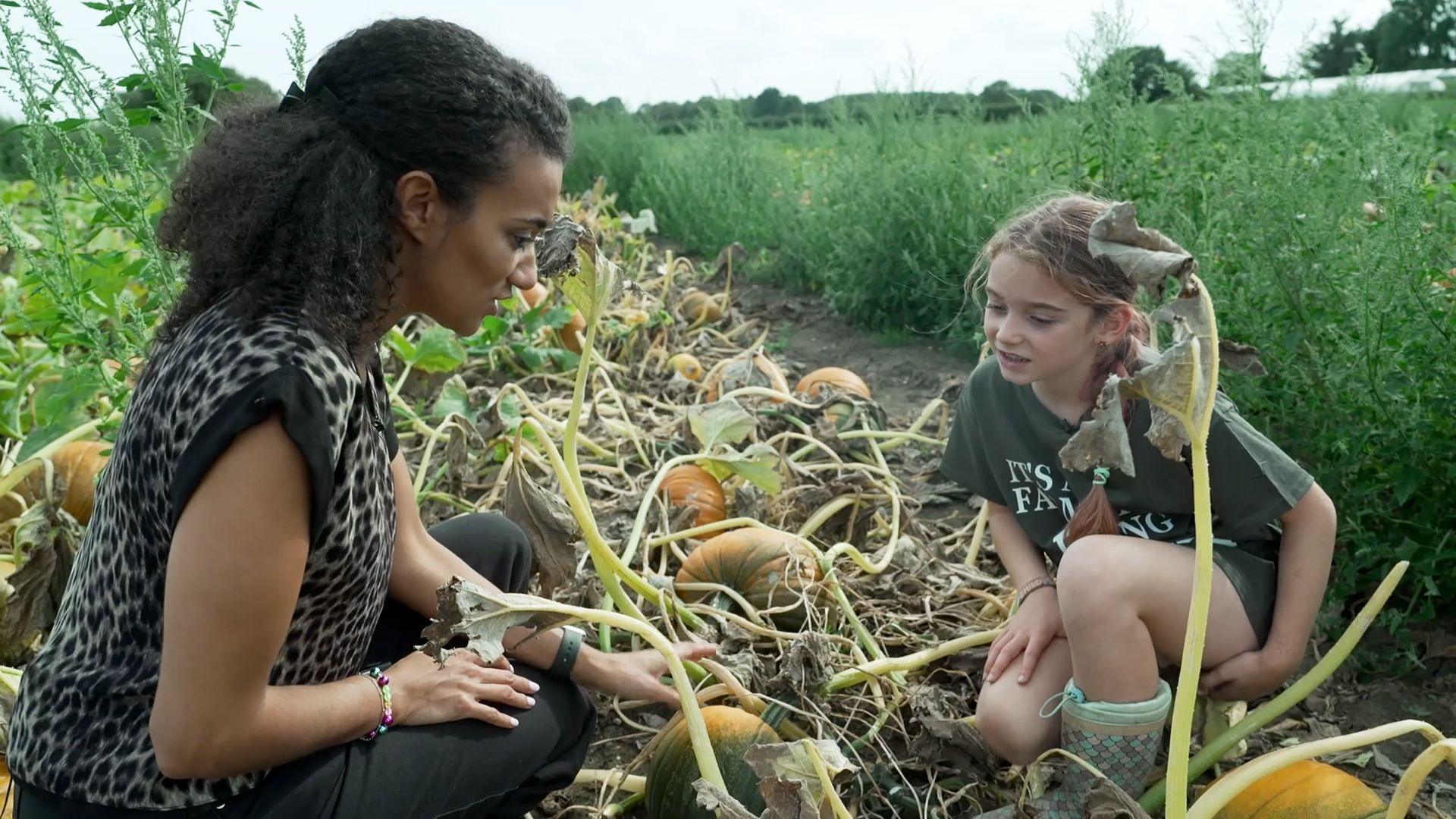 A women with black curly hair and a leopard print top crouched on the ground next to some pumpkin vines opposite a girl with light brown hair and a plait and a dark green t-shirt and wellington boots also crouched on the ground. The pumpkins are green with orange patches and there are brown leaves on the vines.