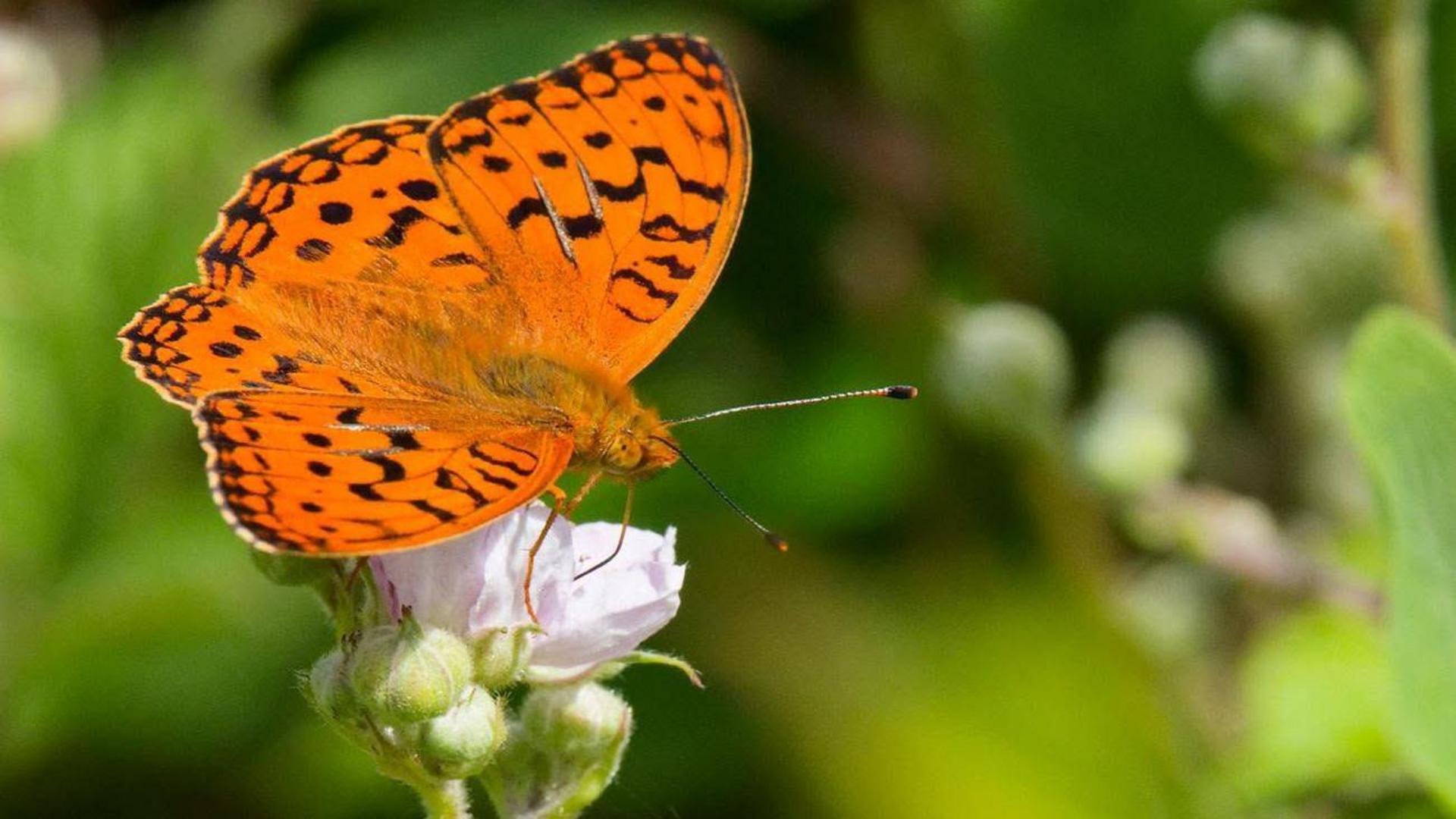 How cows are helping one of Britain's rarest butterflies