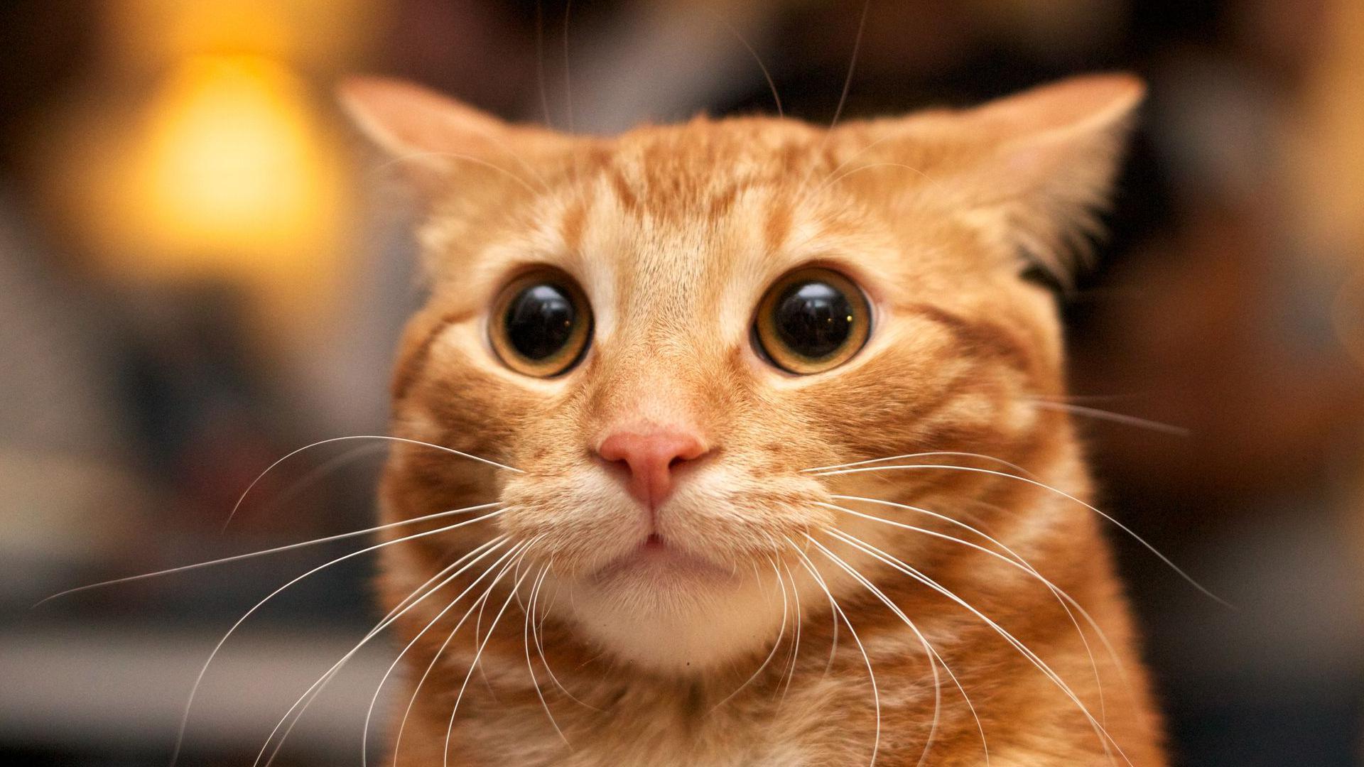 Flash photo of marmalade or orange cat looking surprised with large eyes, ears back.