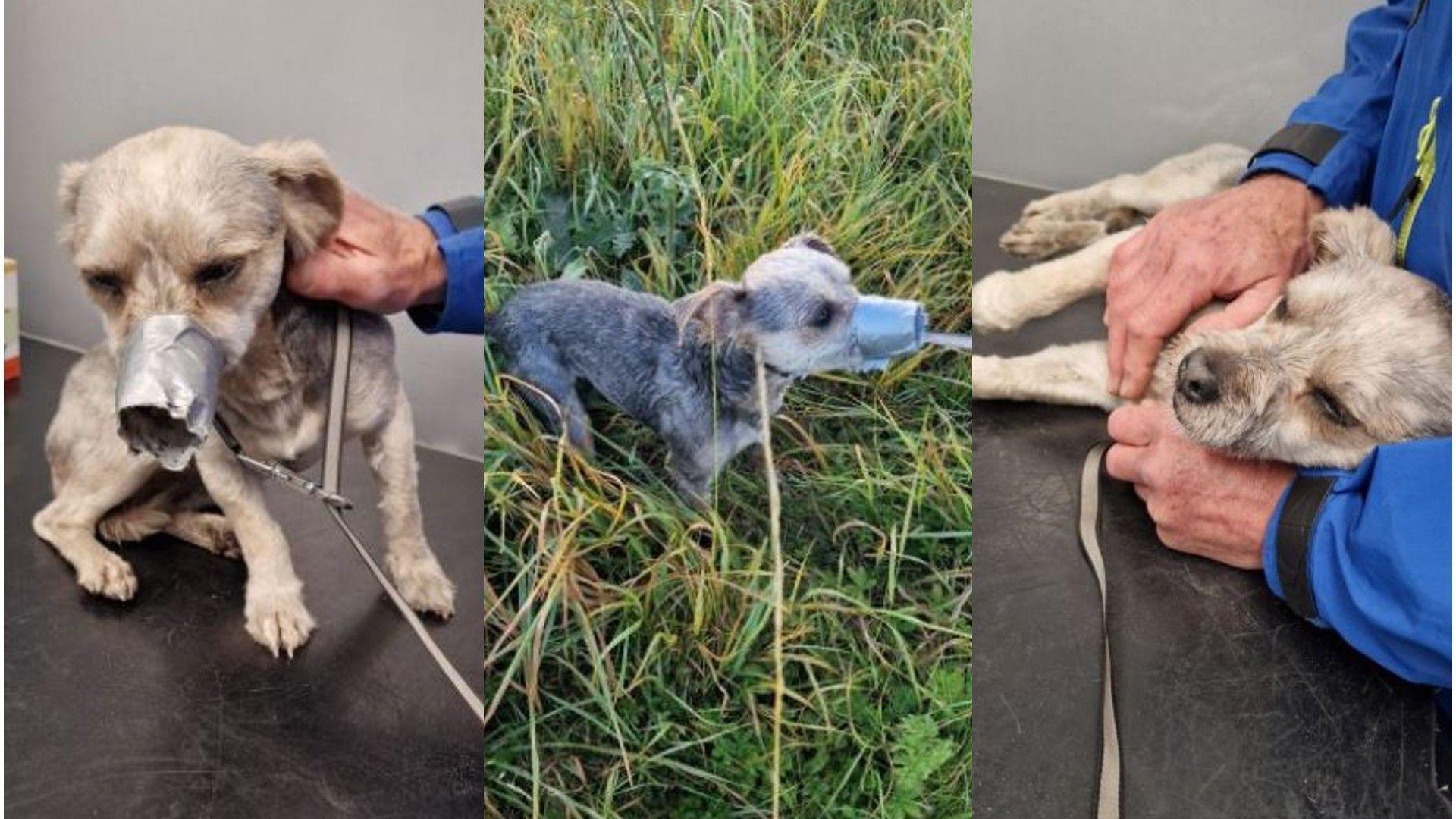 Three photos of the dog including it looking scared on the vet's table with the grey tape still around its mouth, a side photo of it standing in the grass with the tape on its mouth and one of it laying on the vet's table with the tape off its mouth and a vet inspecting it 