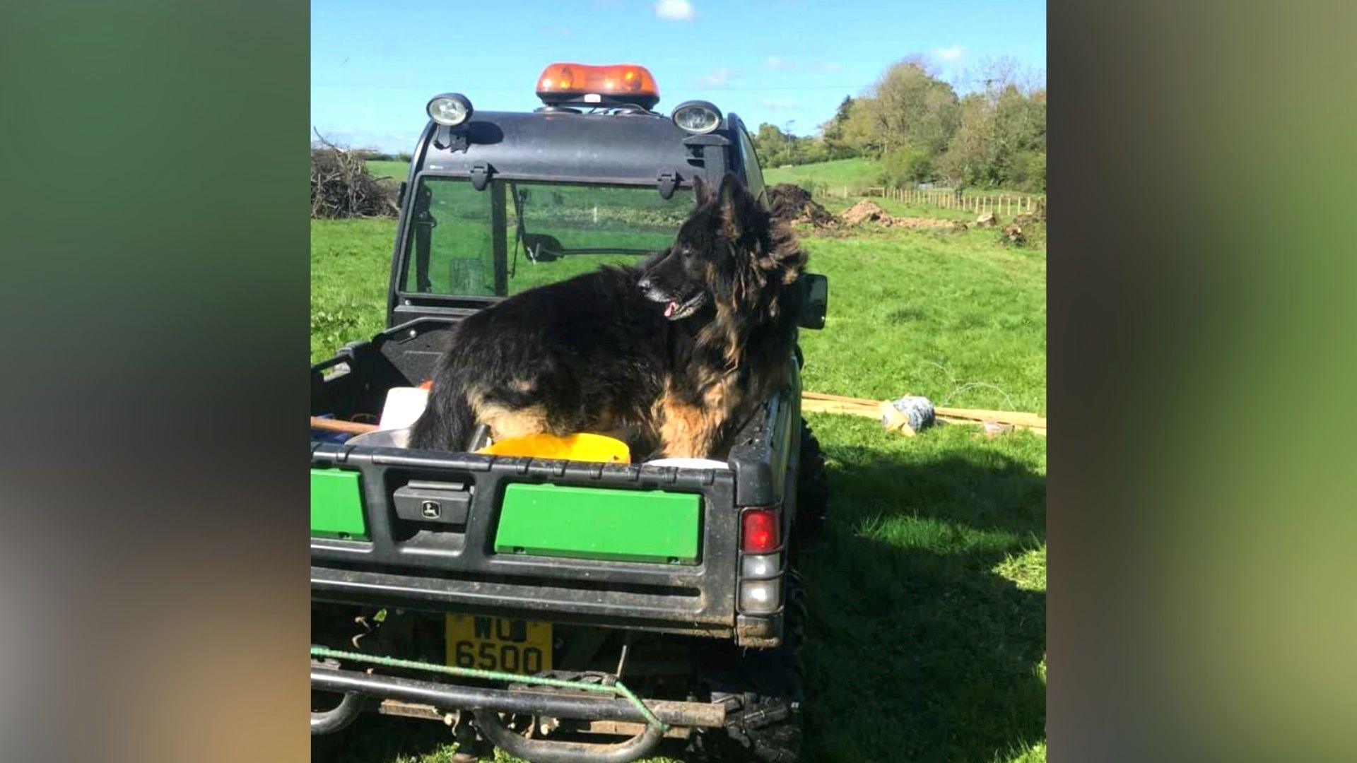 A black and tan-coloured dog sits on the back of a green agricultural vehicle. 