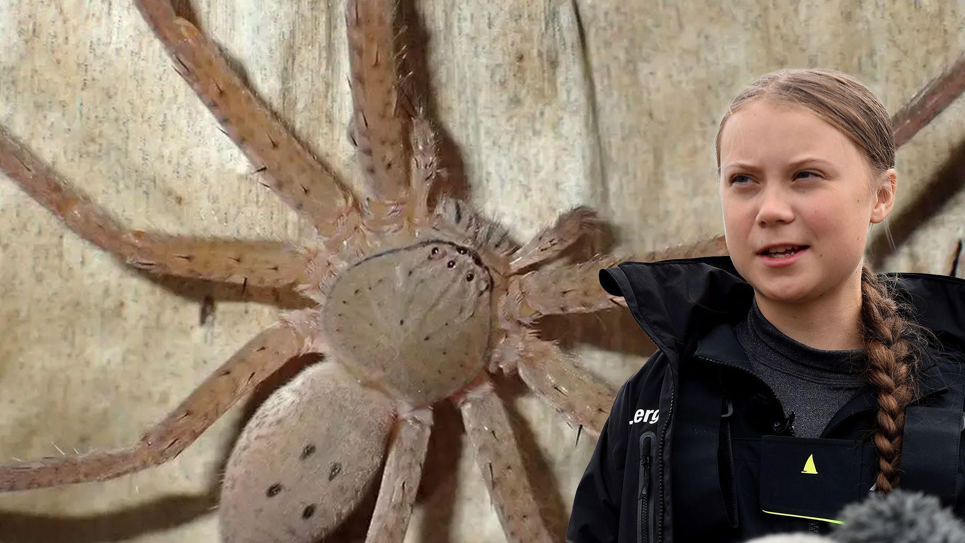 A combined image showing a spider with a picture of Greta Thunberg from 2019
