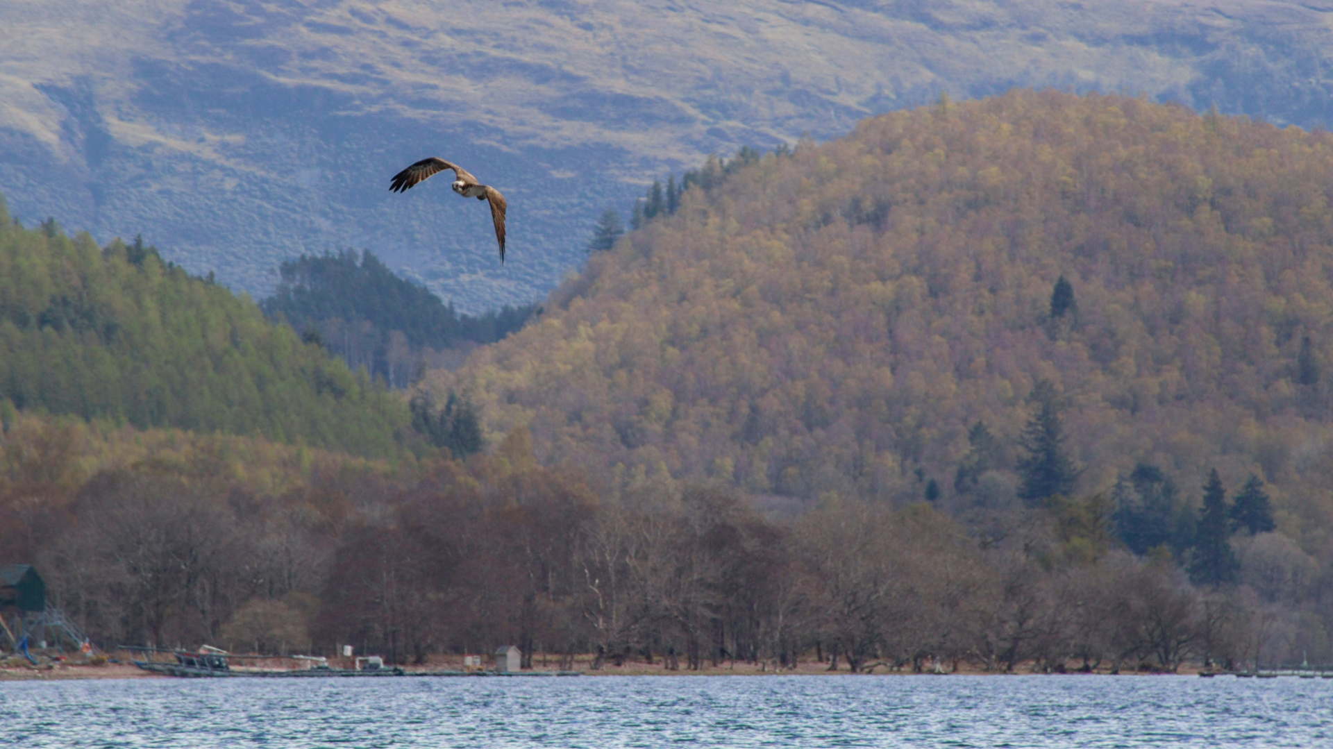 Louis flying over Loch Arkaig