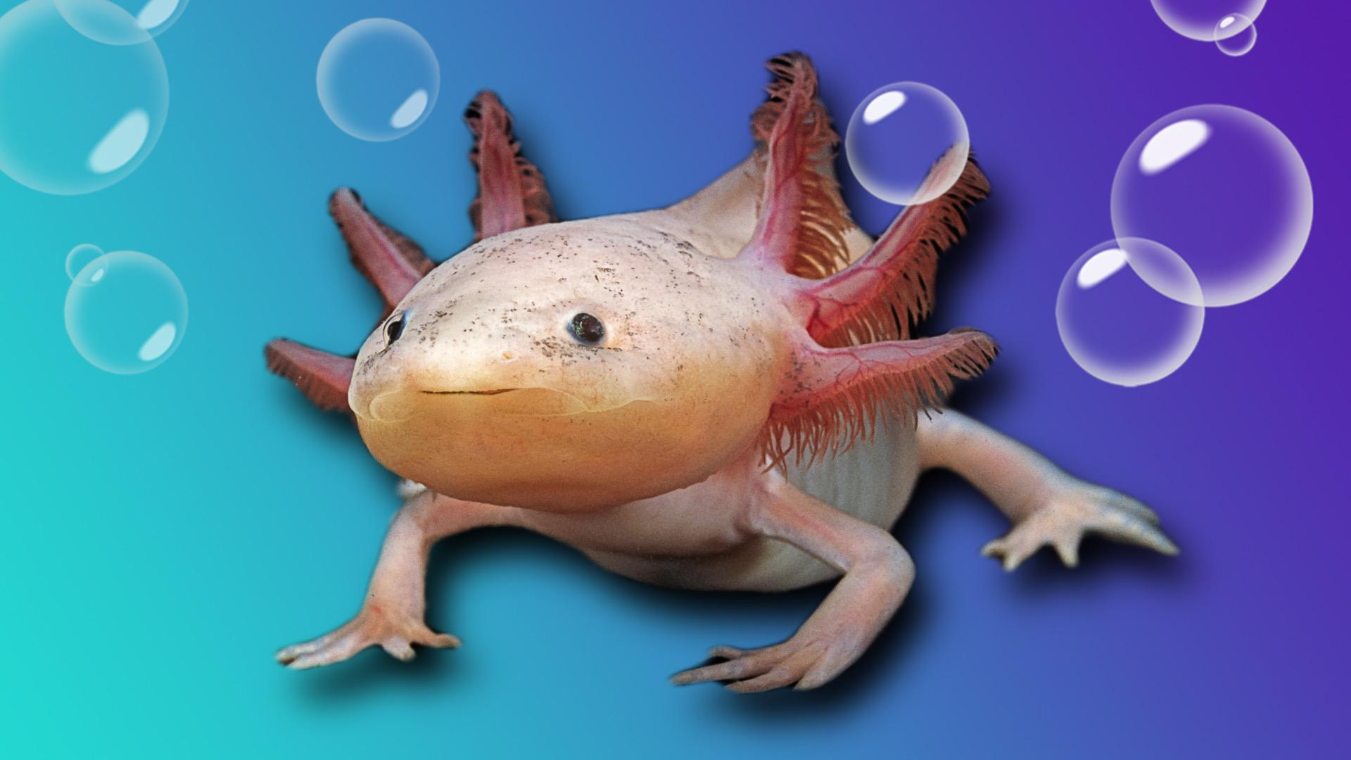 Axolotl.