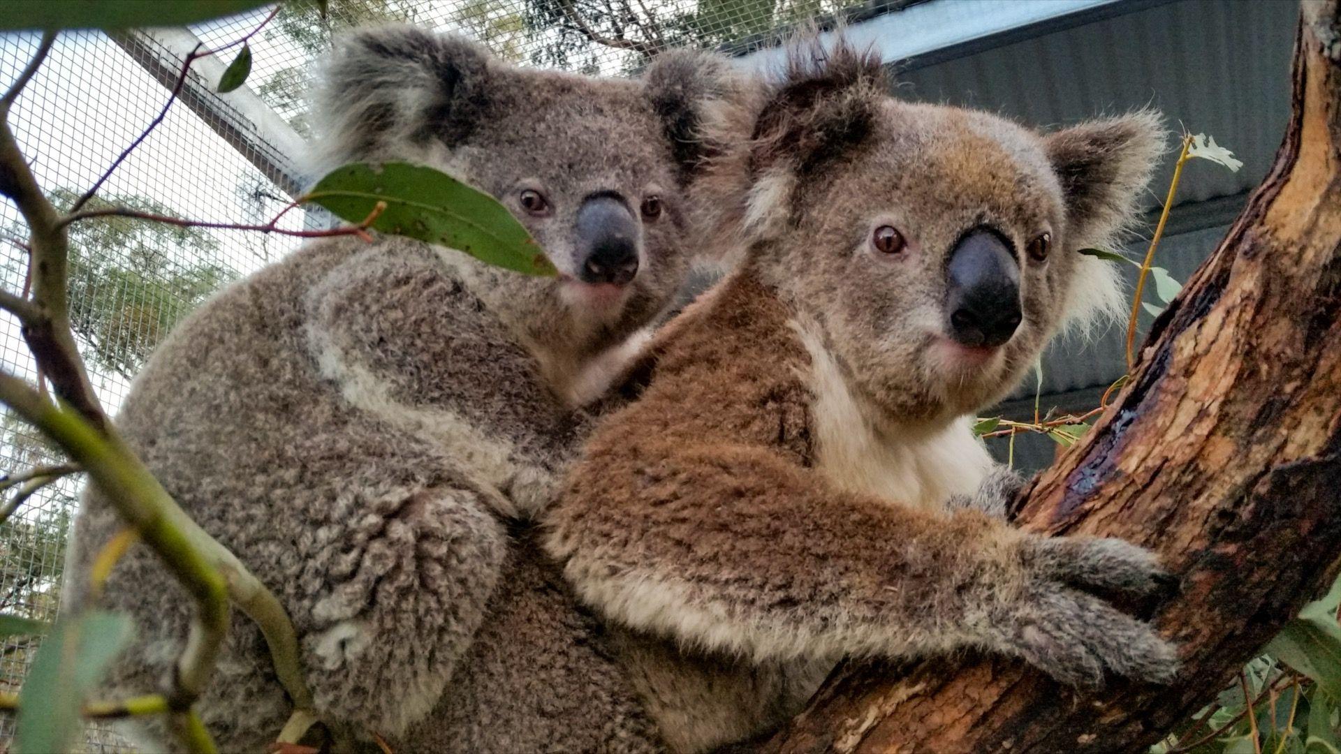 Two koalas on a branch.