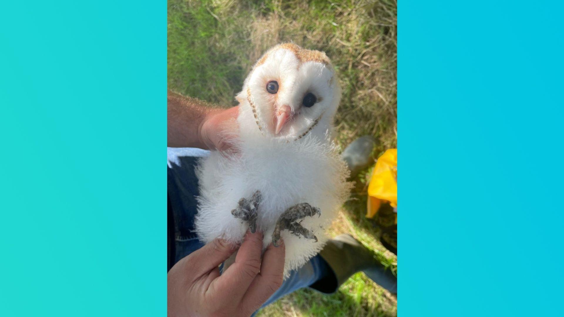 Barn owl chick