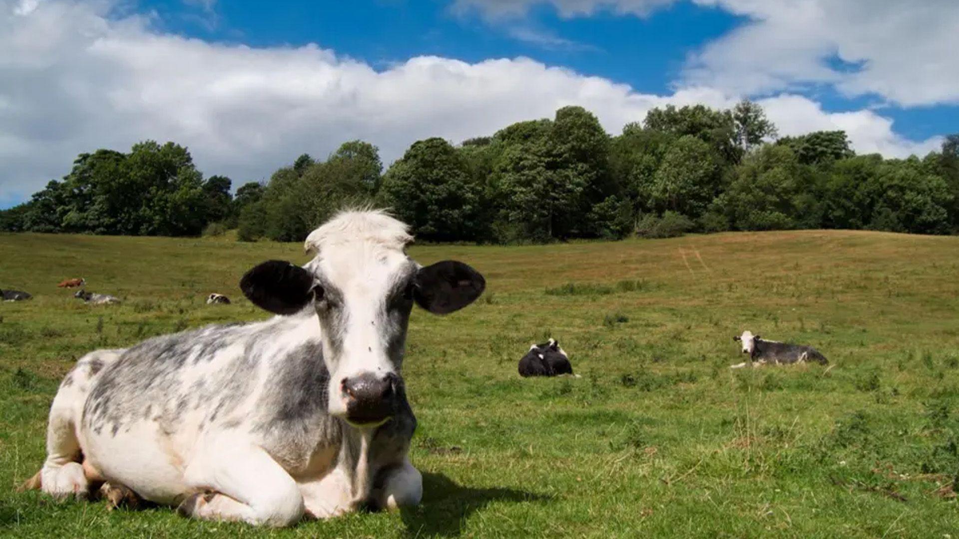 Gwartheg yn gorwedd mewn cae