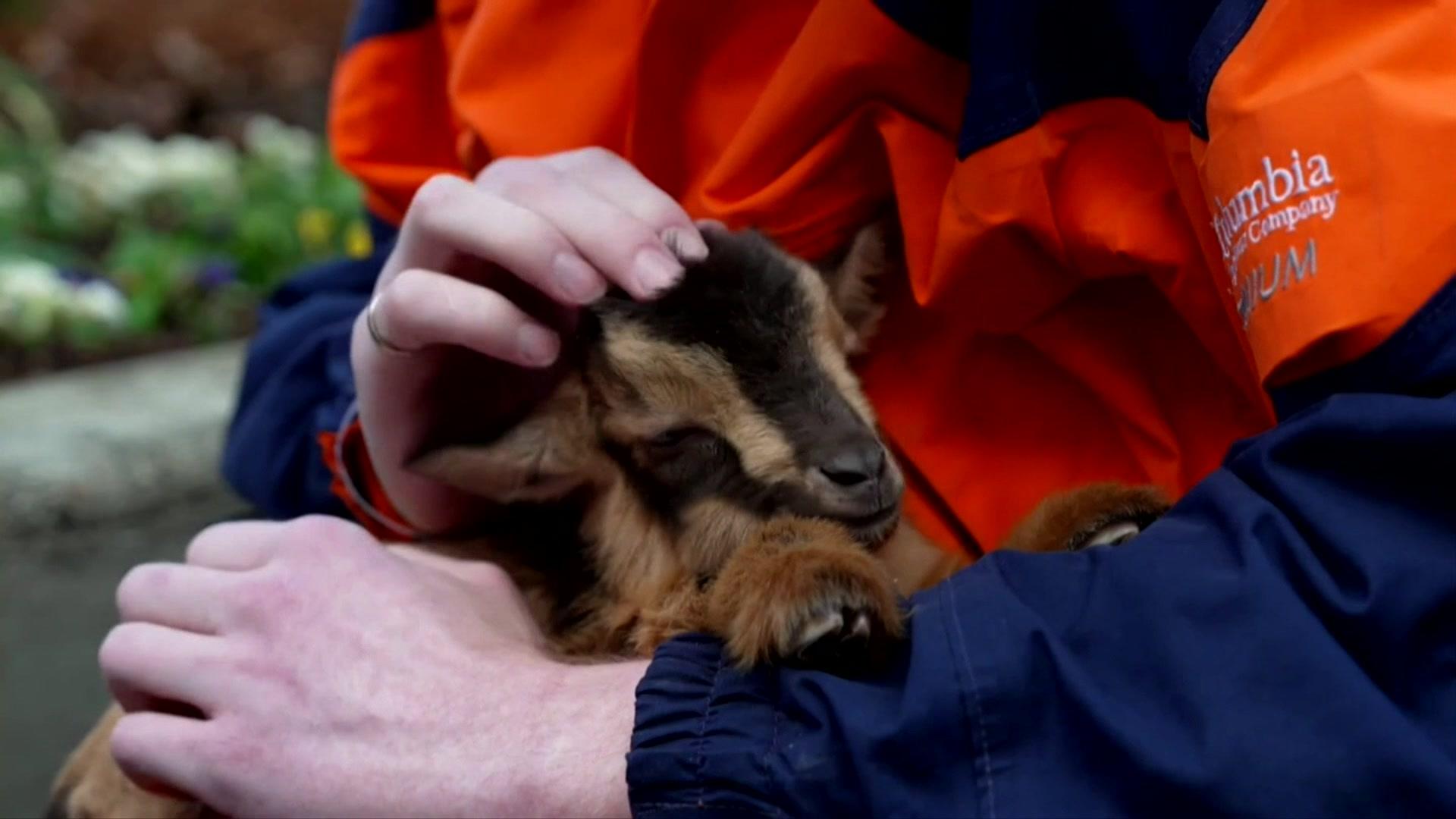 man holding a cute goat