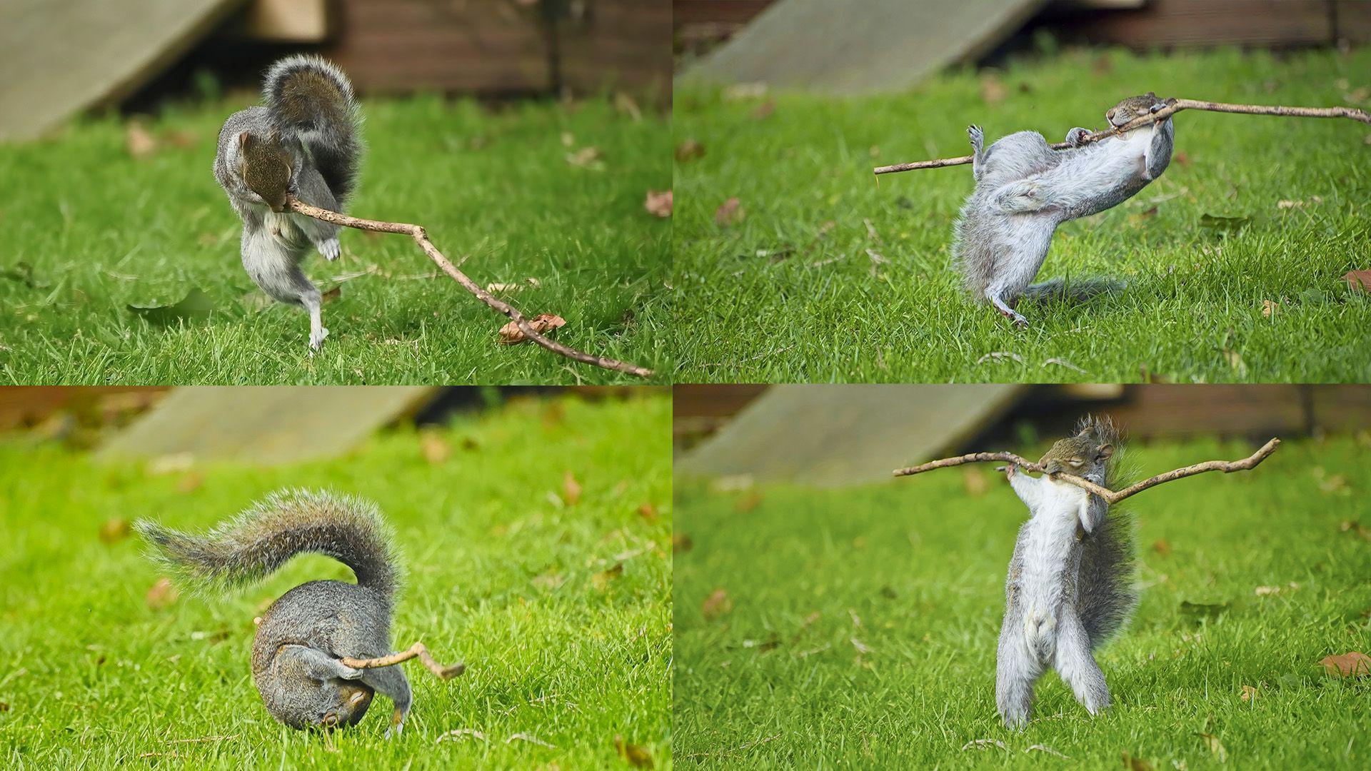 Squirrel Dancing To The Music, Rock guitar, Roly Poly, Weight Lifting