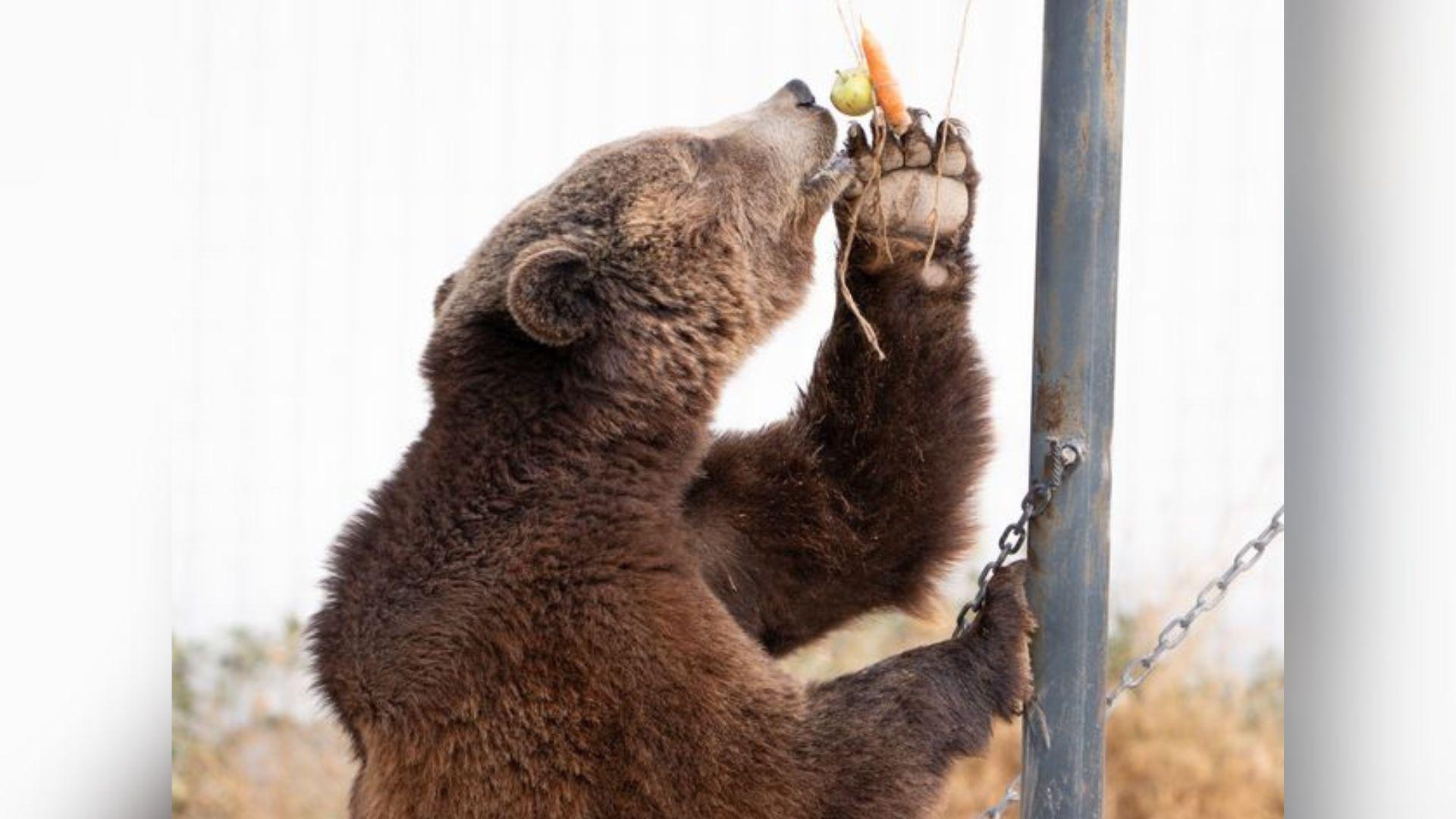 A dark brown bear eating an apple and carrot.