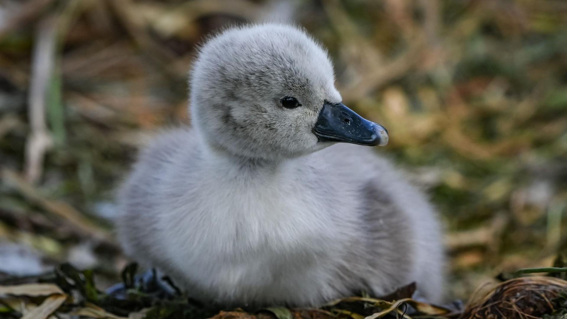 Cygnet