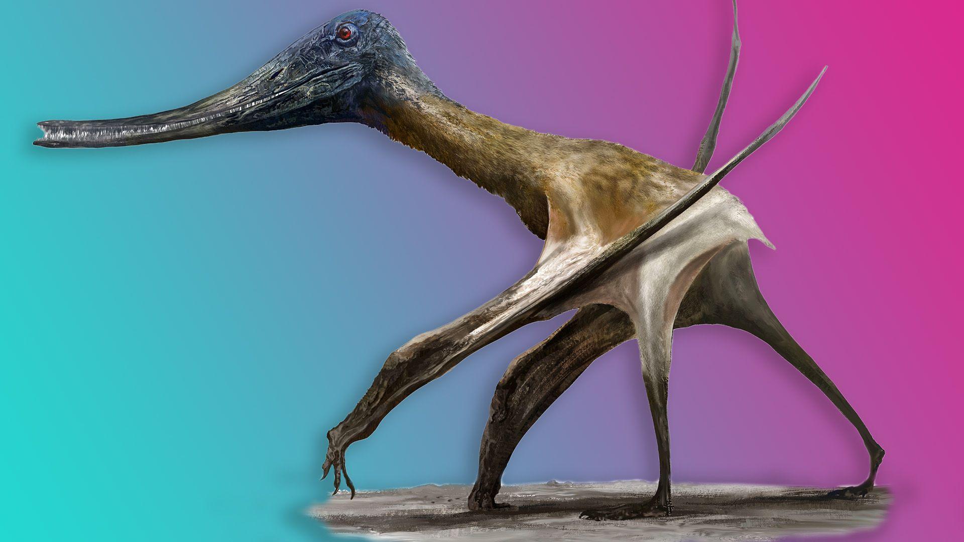 artist's impression of a short-tailed pterosaur, a Balaenognathus